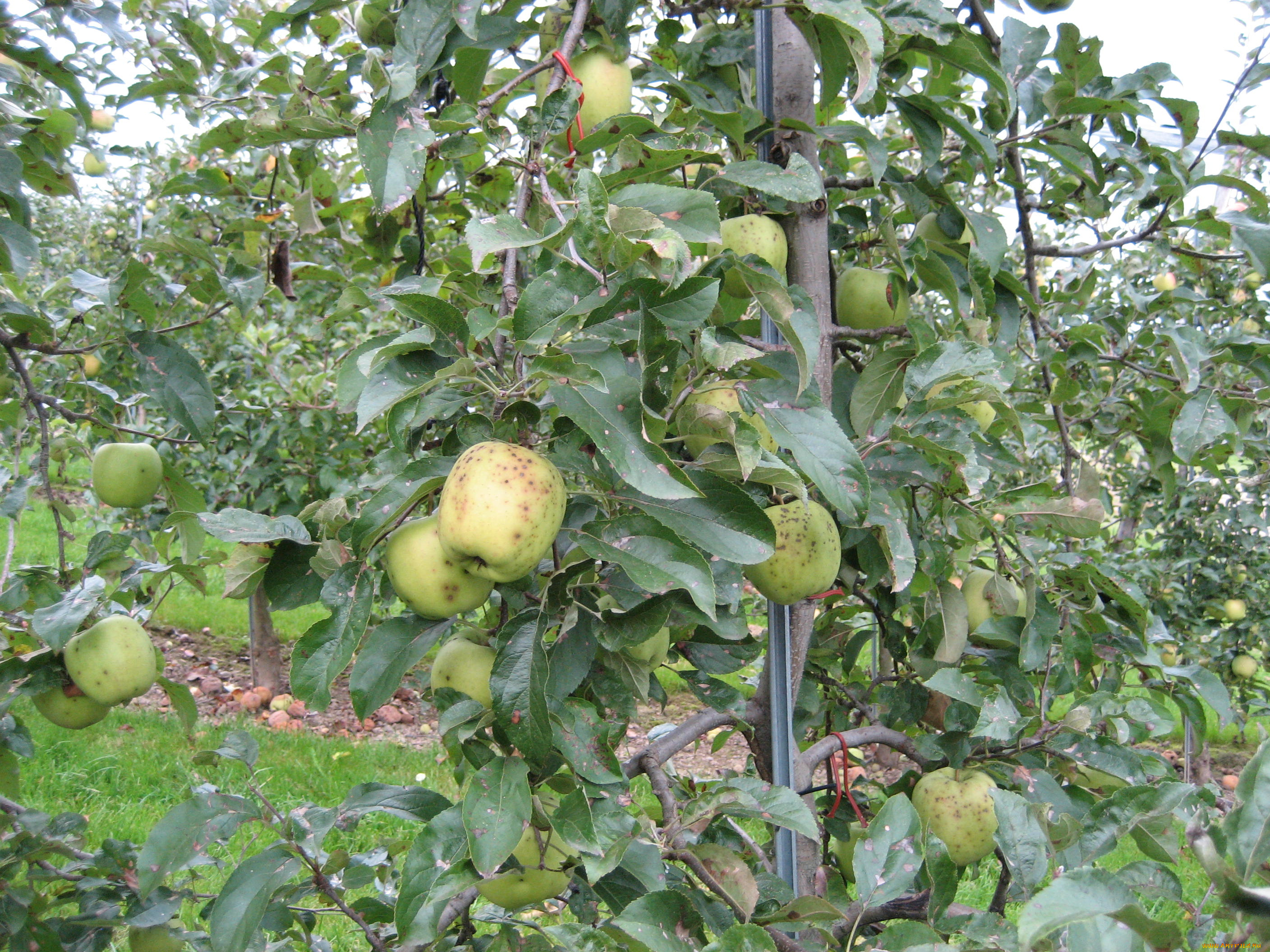 природа, плоды, ветки