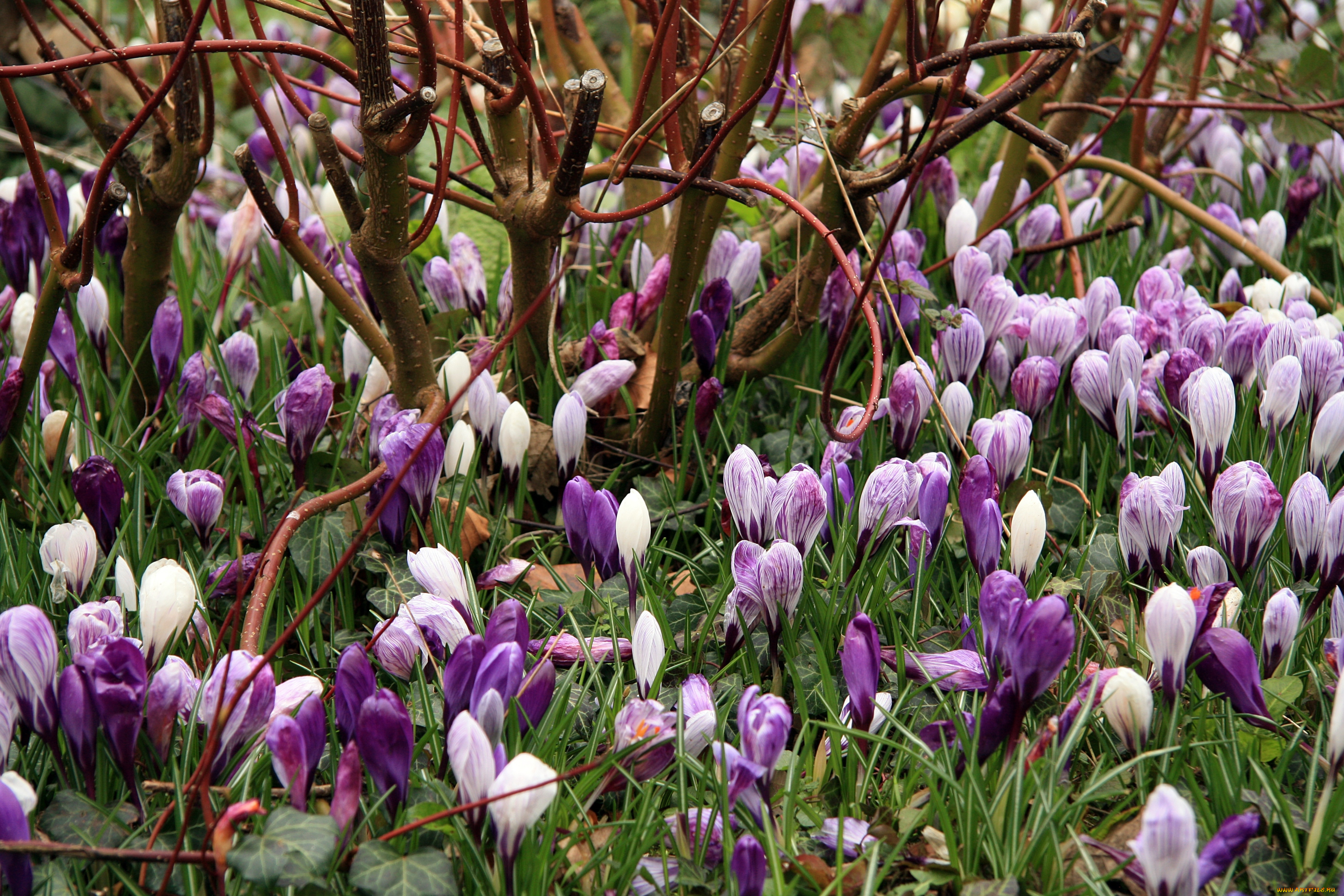 цветы, крокусы, бутоны, весна