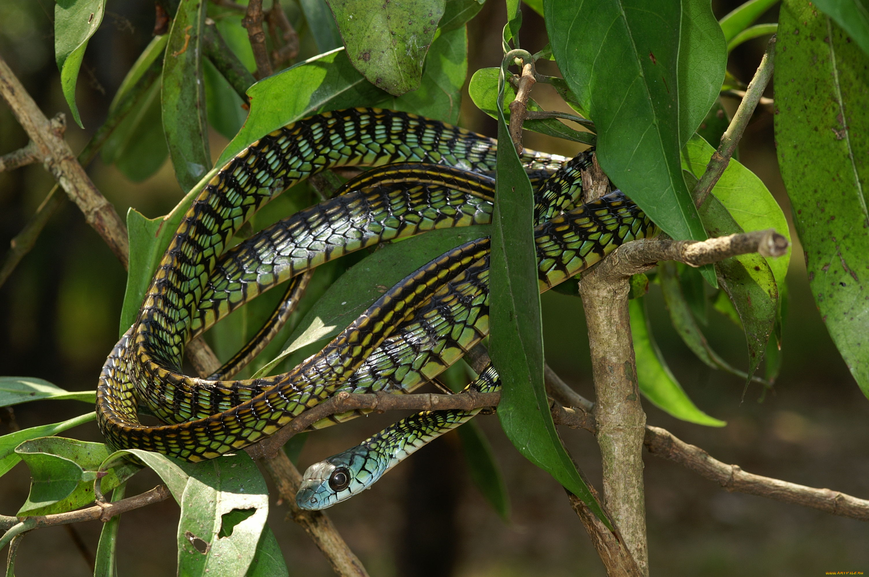 животные, змеи, питоны, кобры, змея