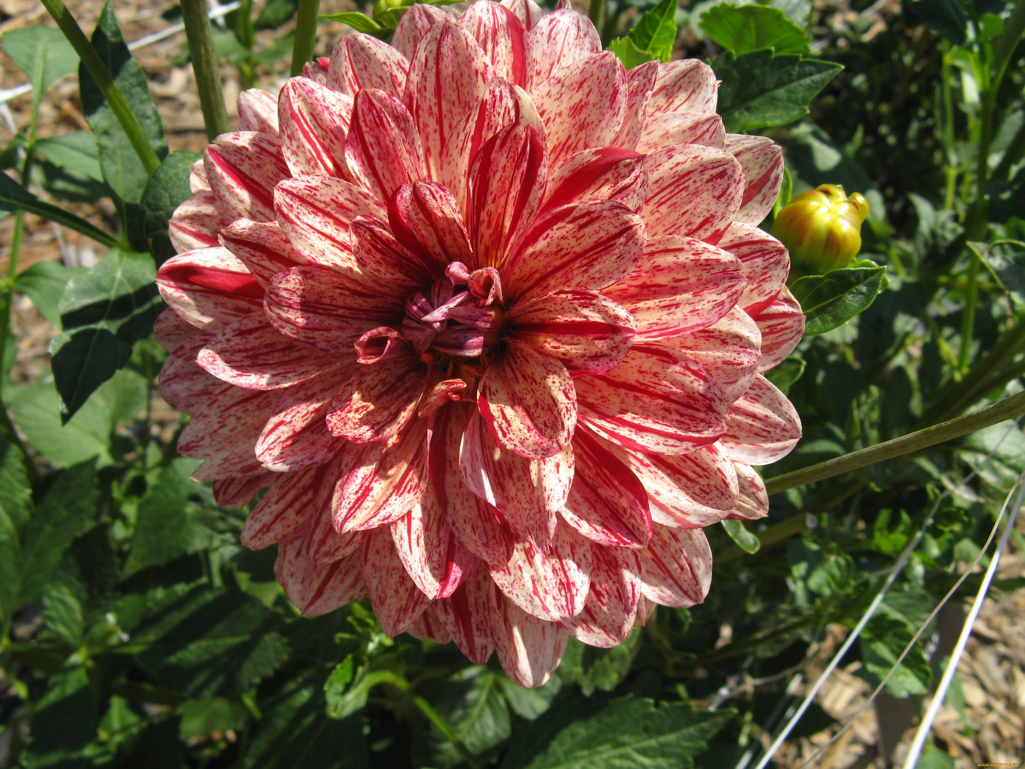 цветы, георгины