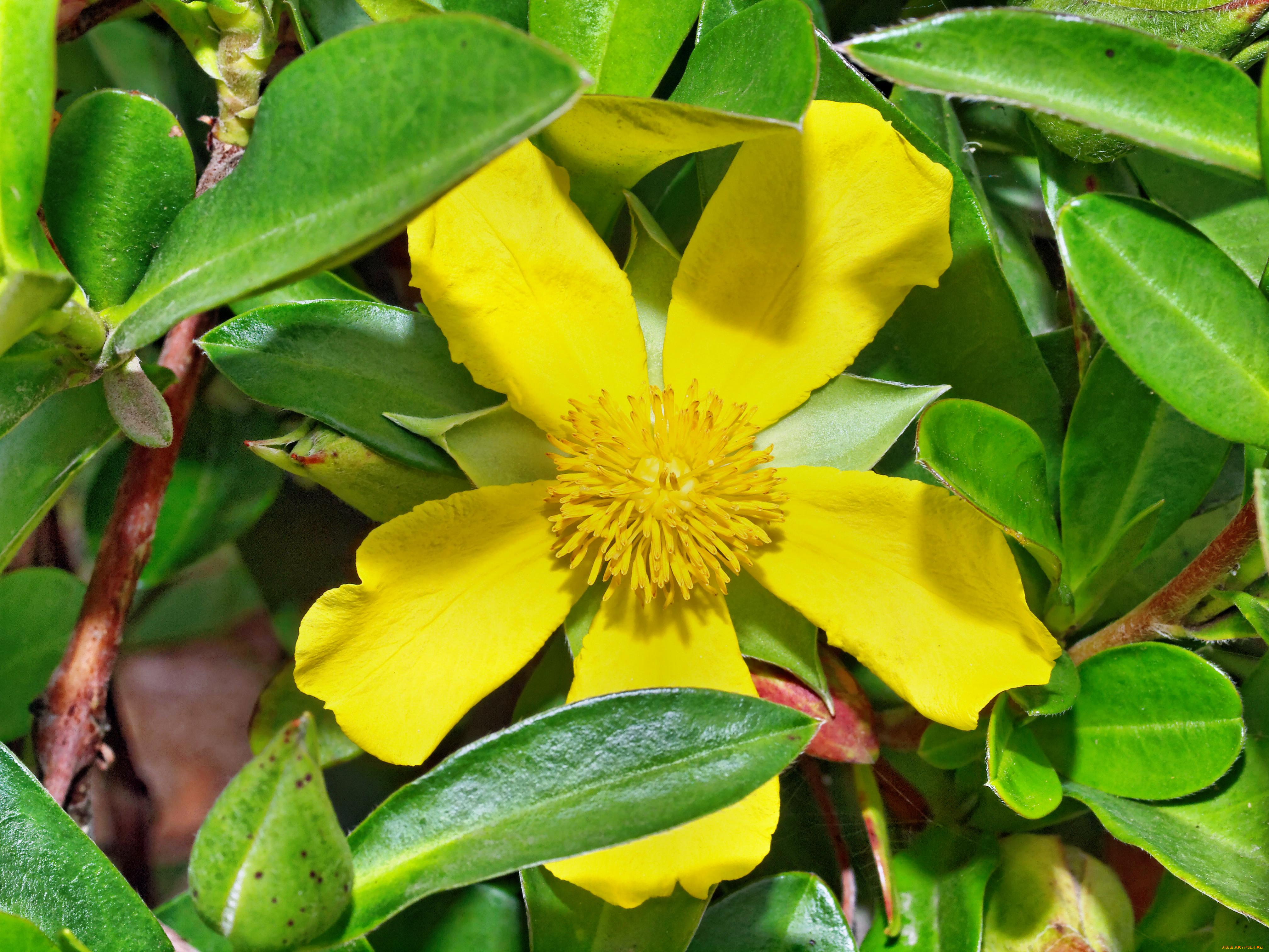 цветы, цветущие, деревья, кустарники, желтый, зеленый, цветок