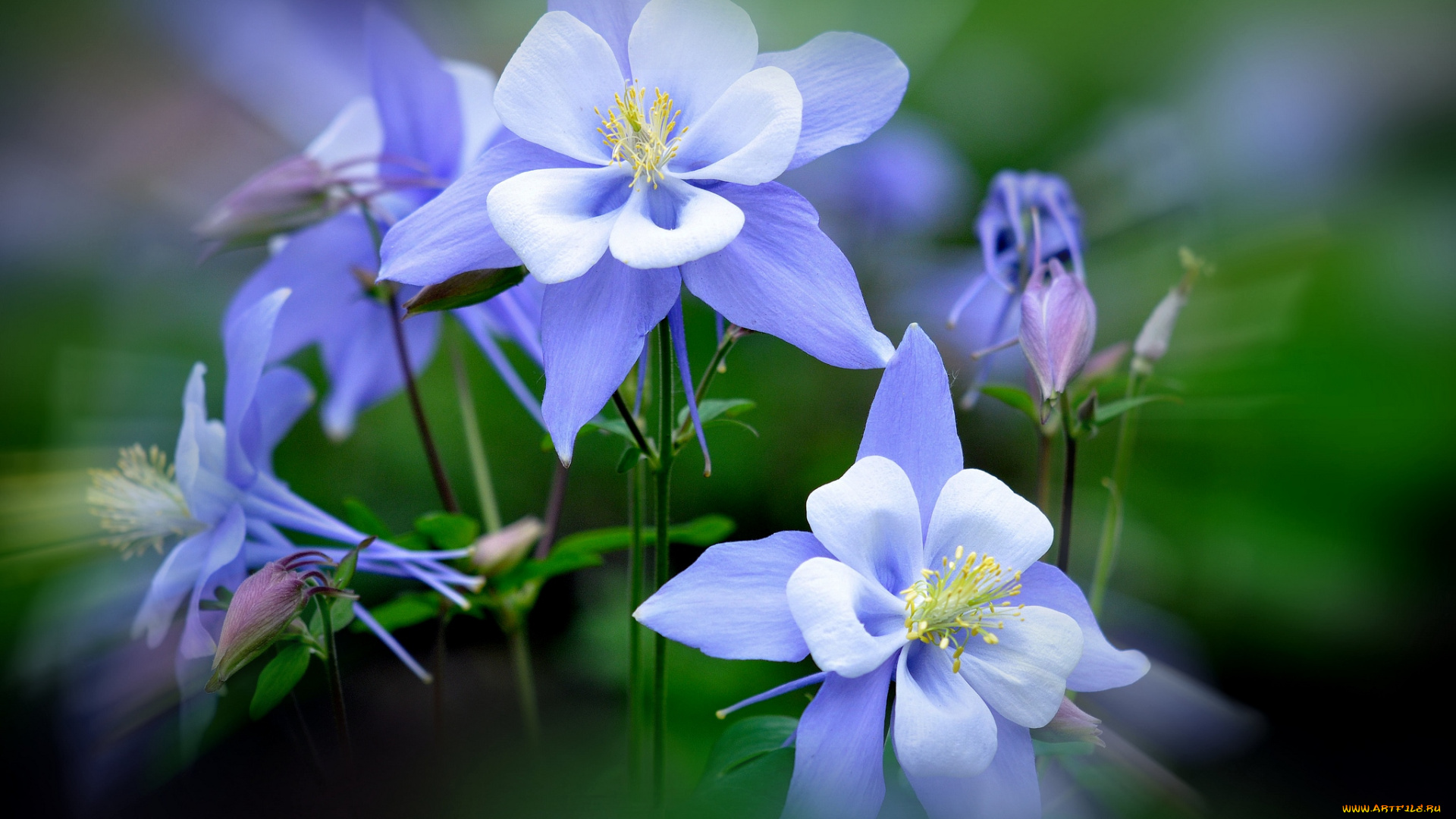цветы, аквилегия, водосбор, нежность