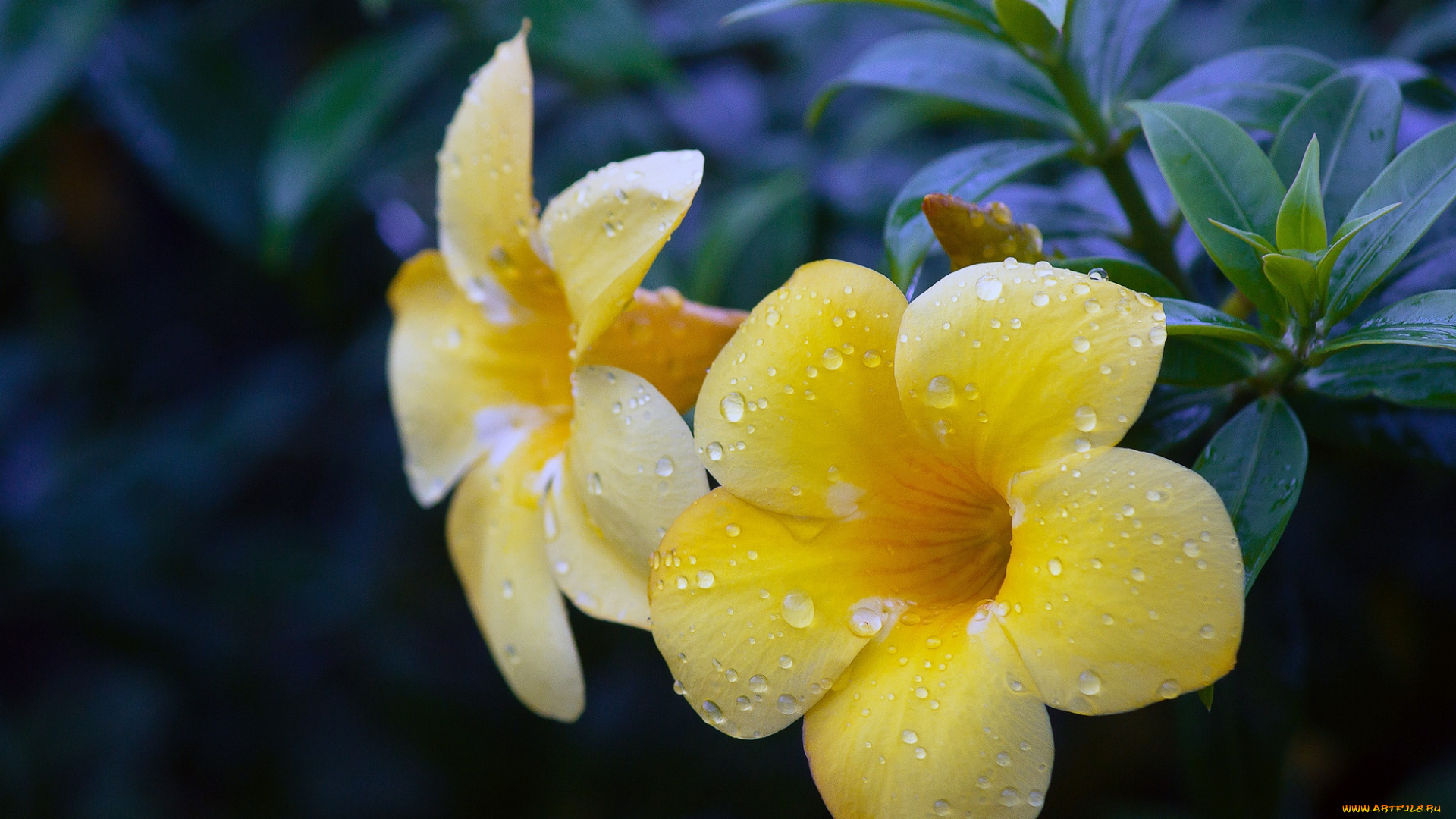 цветы, алламанда, капли