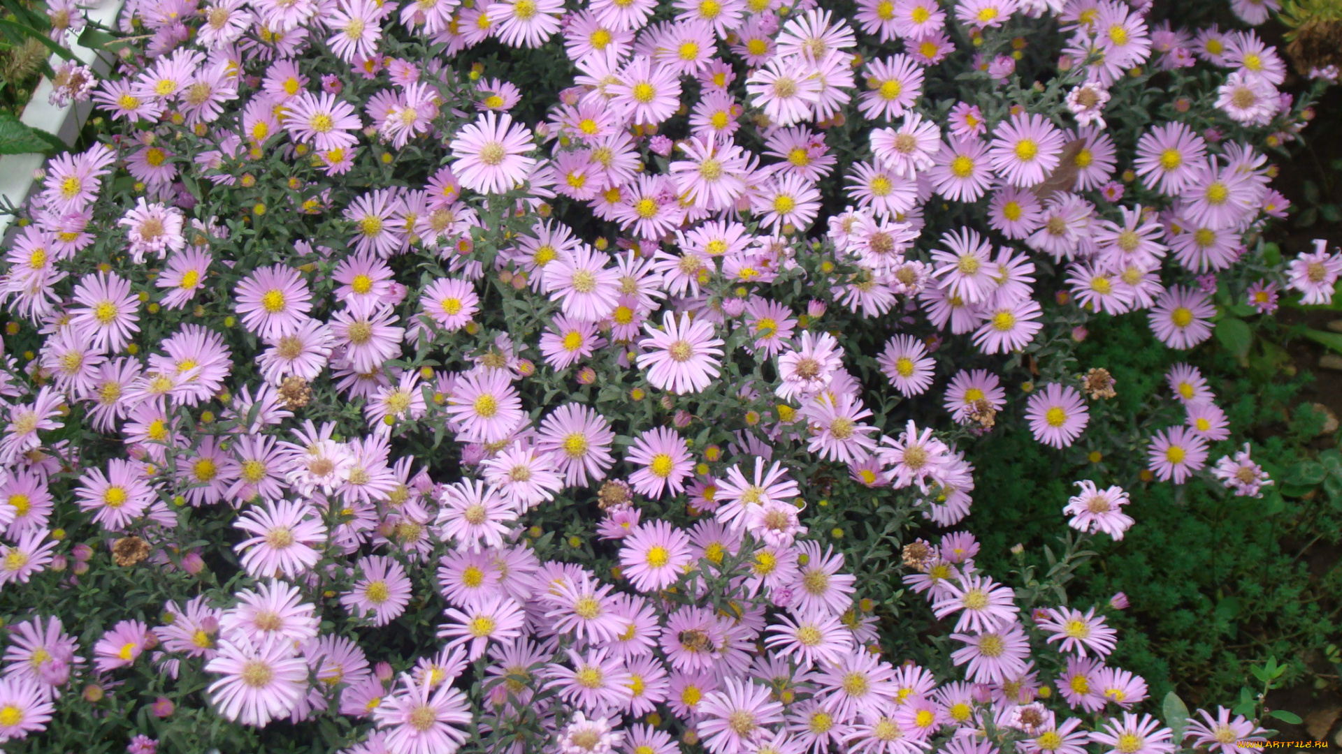 цветы, астры