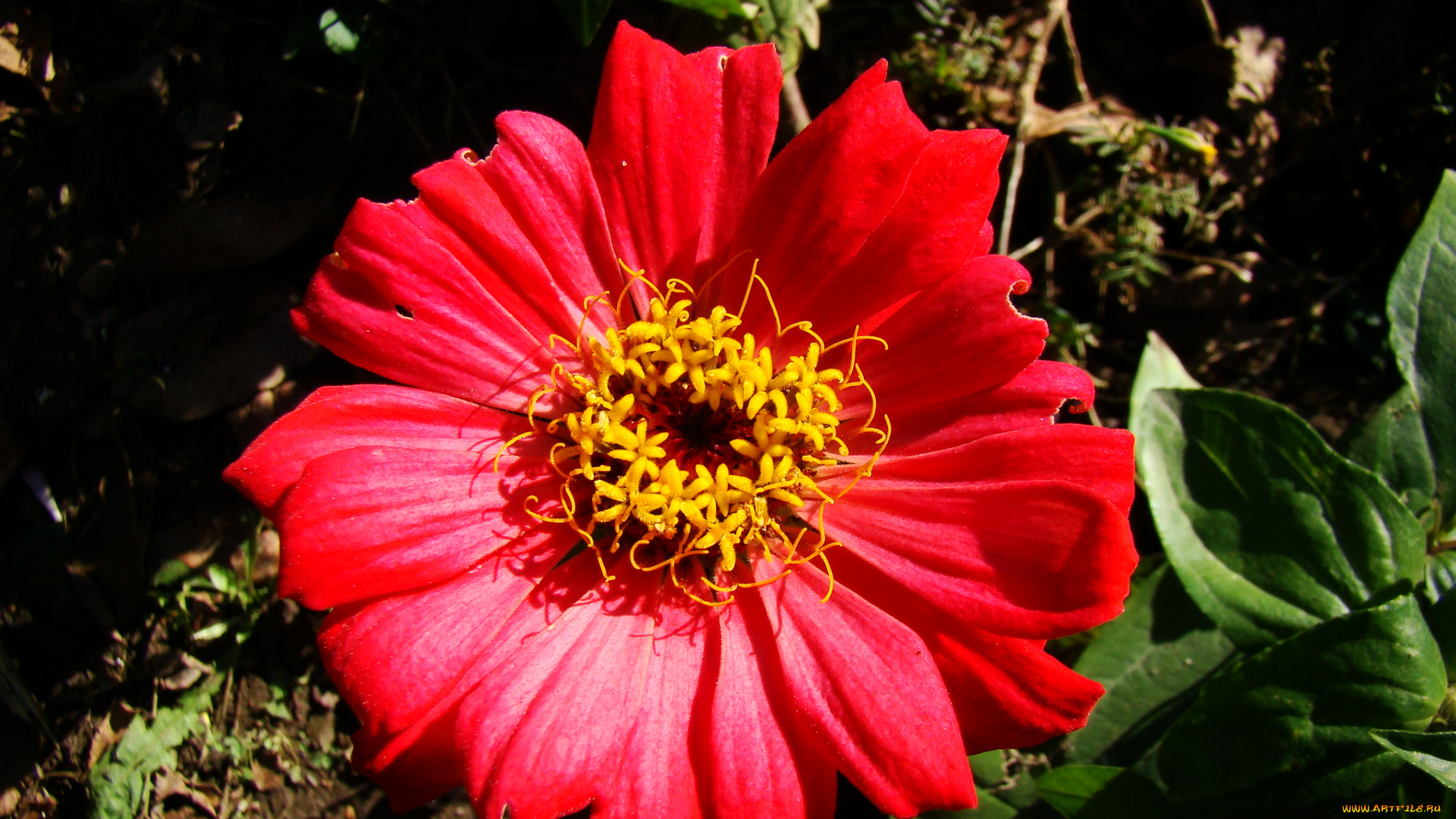 цветы, цинния