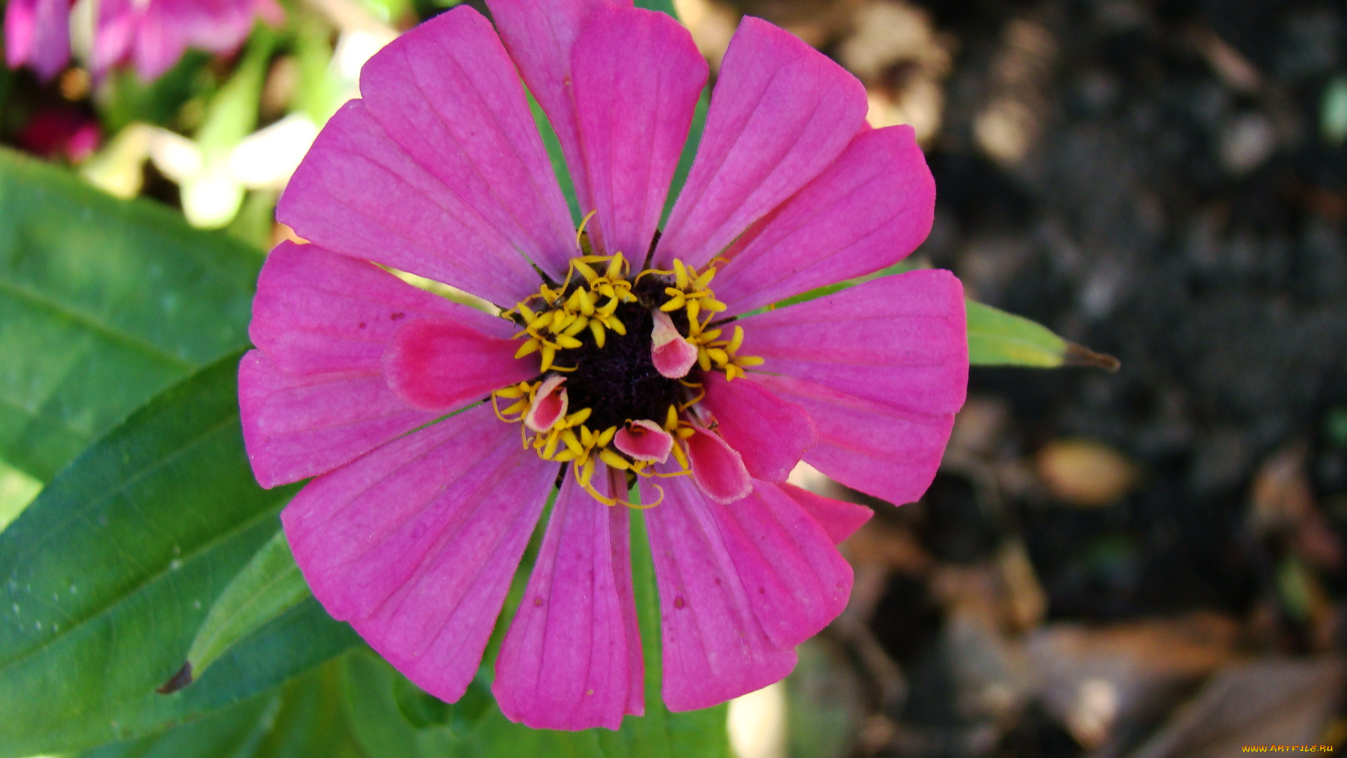 цветы, цинния