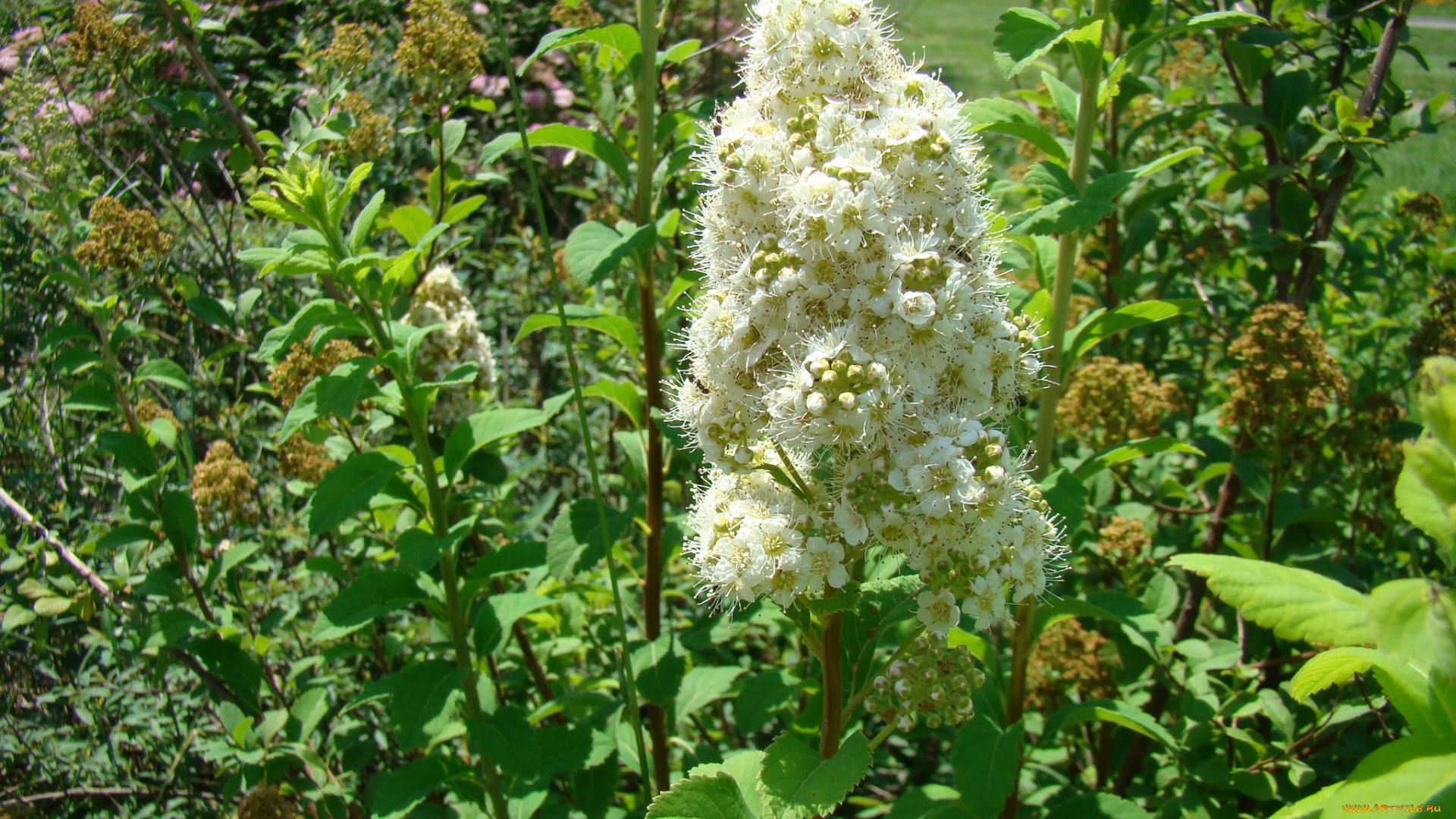 цветы, цветущие, деревья, кустарники