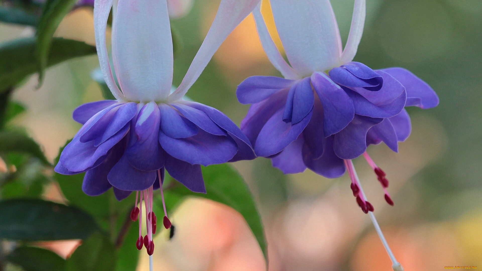 цветы, фуксия, макро