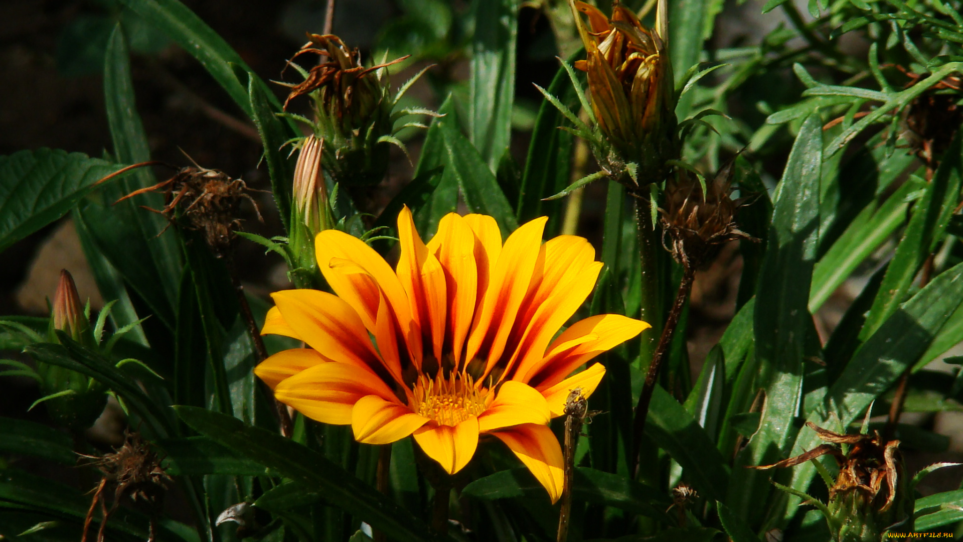 цветы, газания