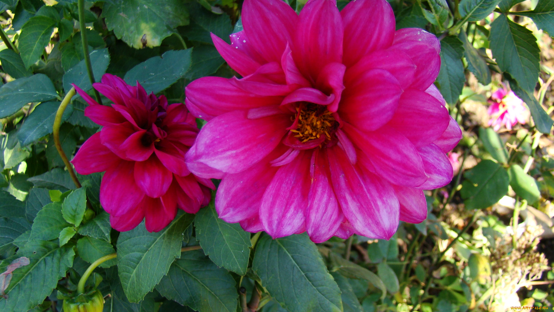 цветы, георгины