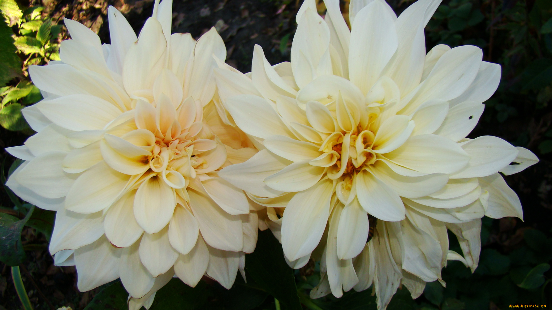 цветы, георгины