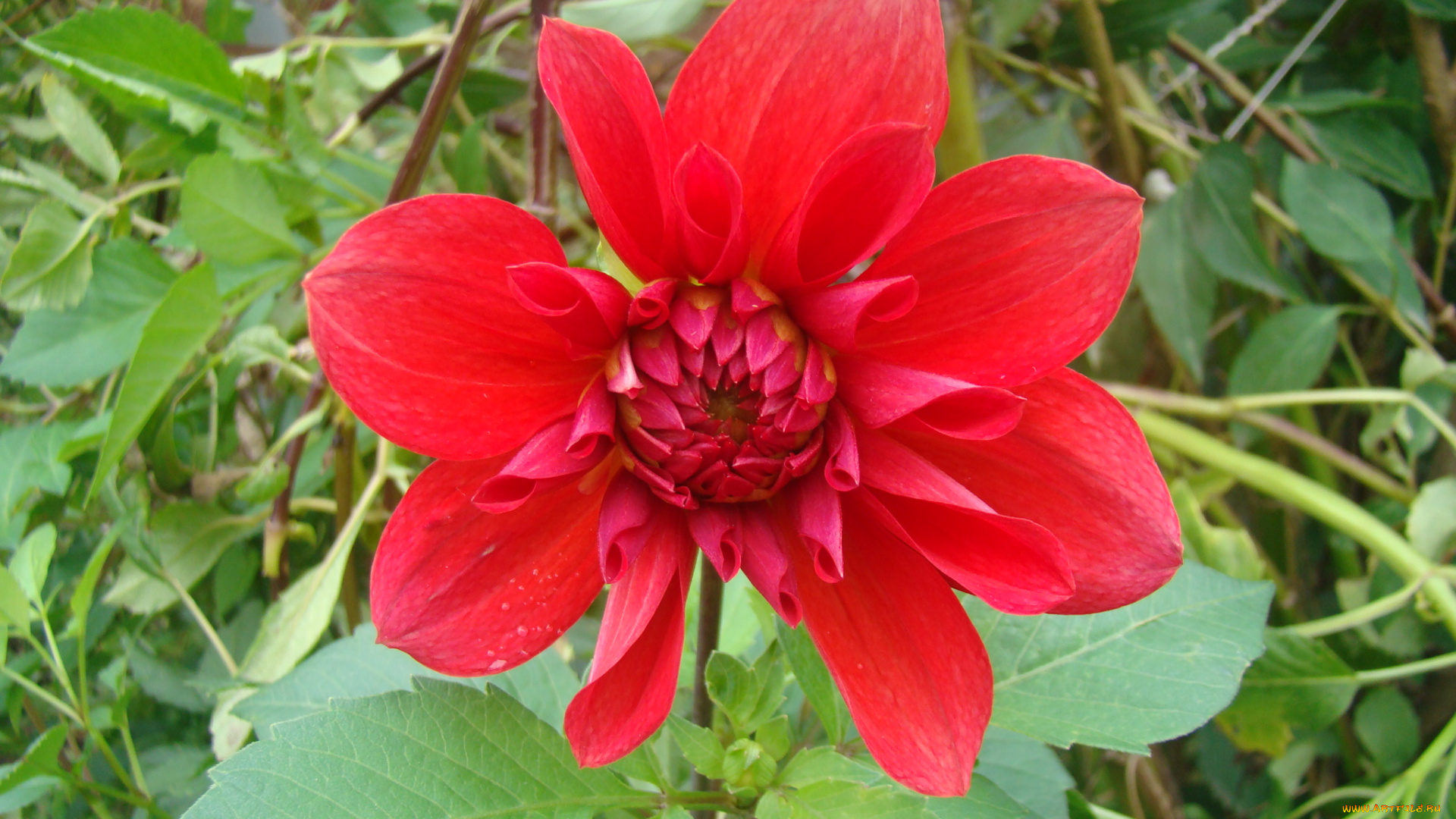 цветы, георгины