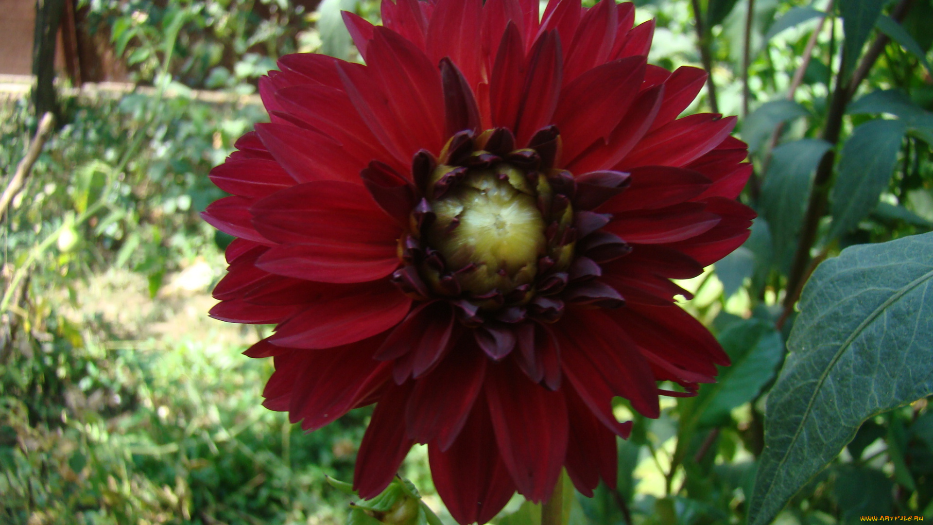 цветы, георгины