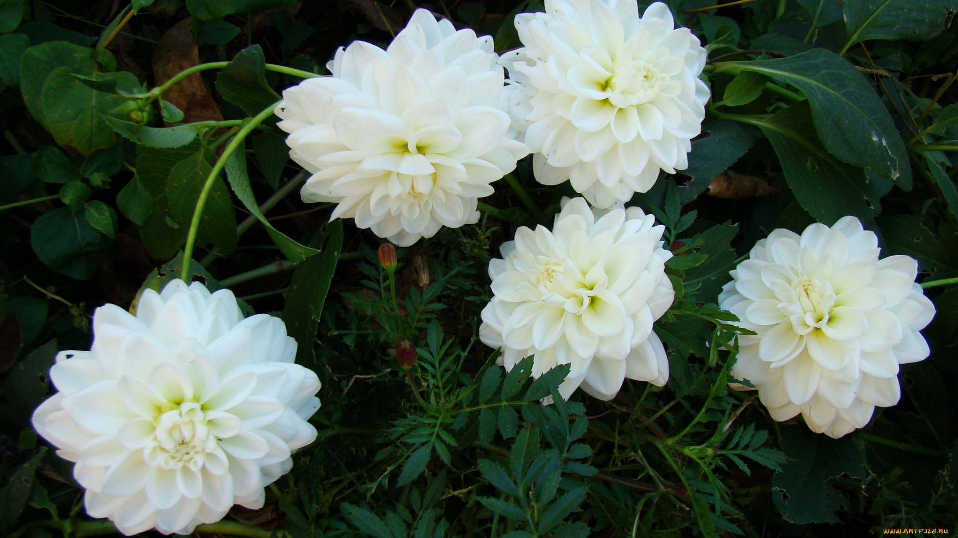 цветы, георгины