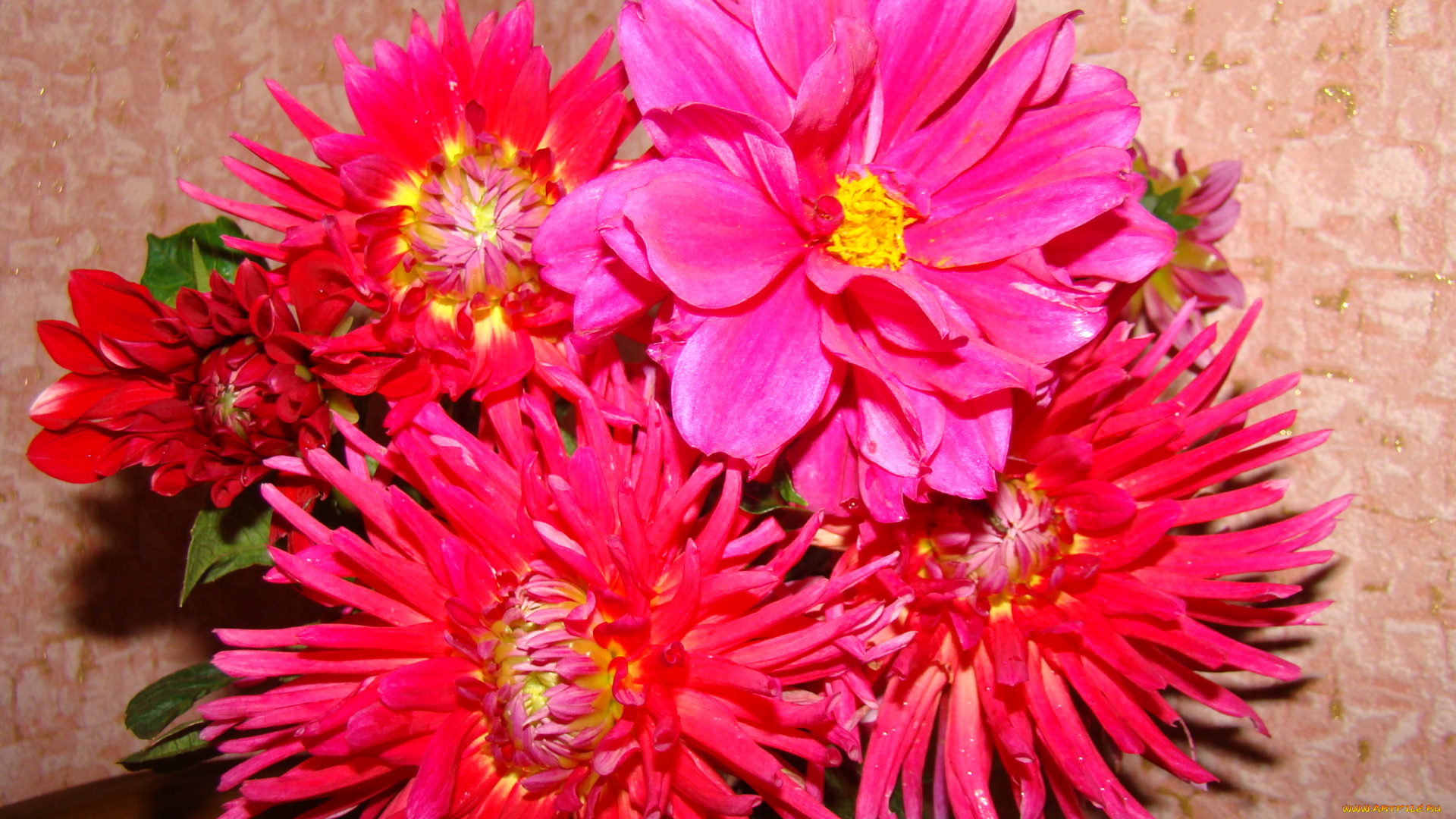 цветы, георгины