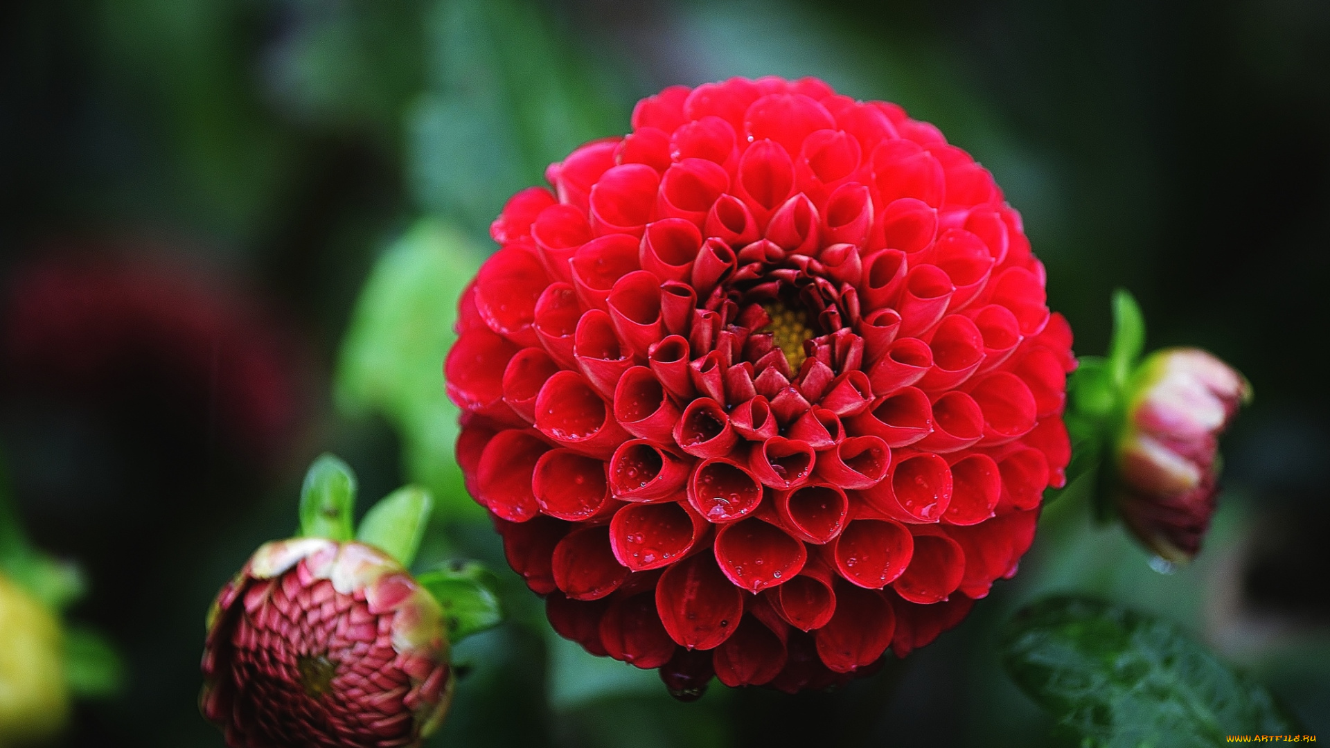 цветы, георгины, шар