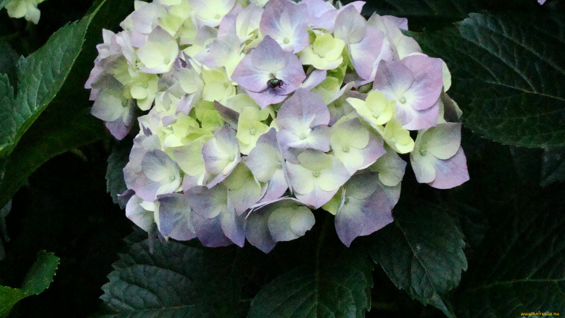 цветы, гортензия