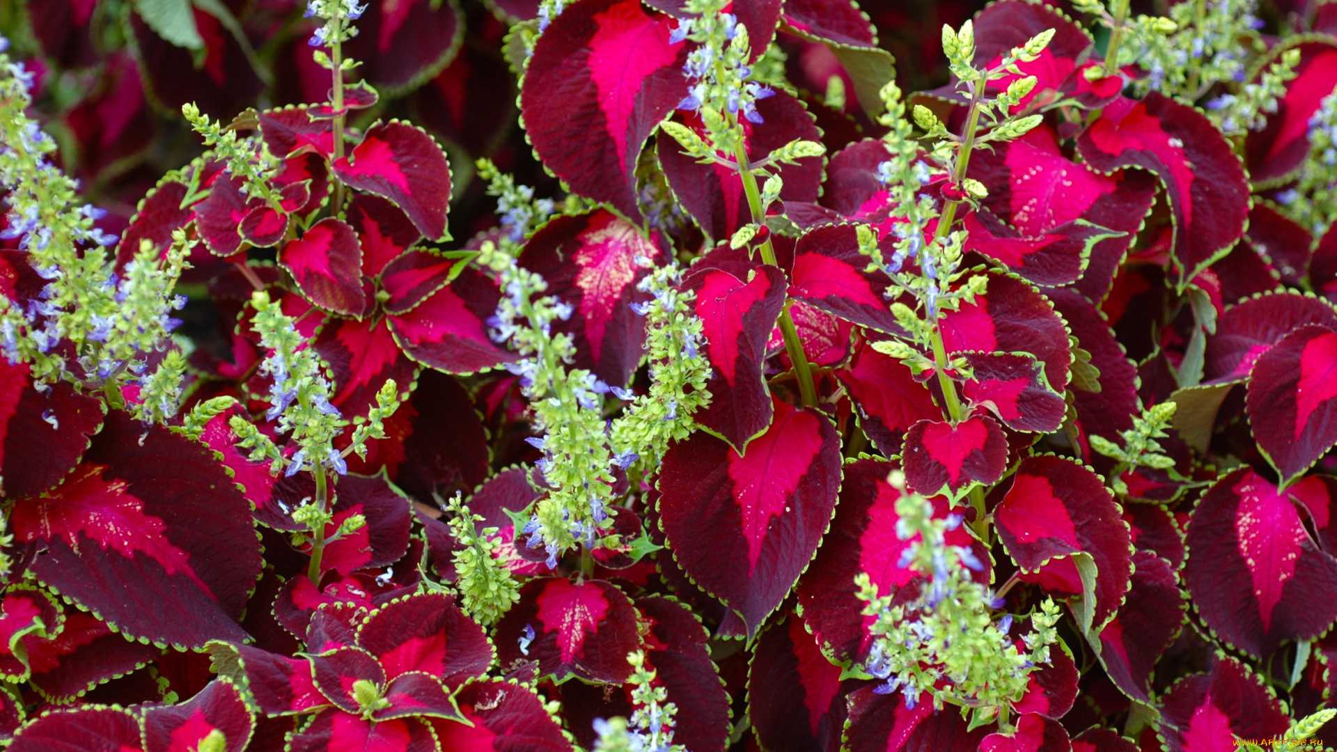 цветы, колеусы, каладиумы, колеус, coleus