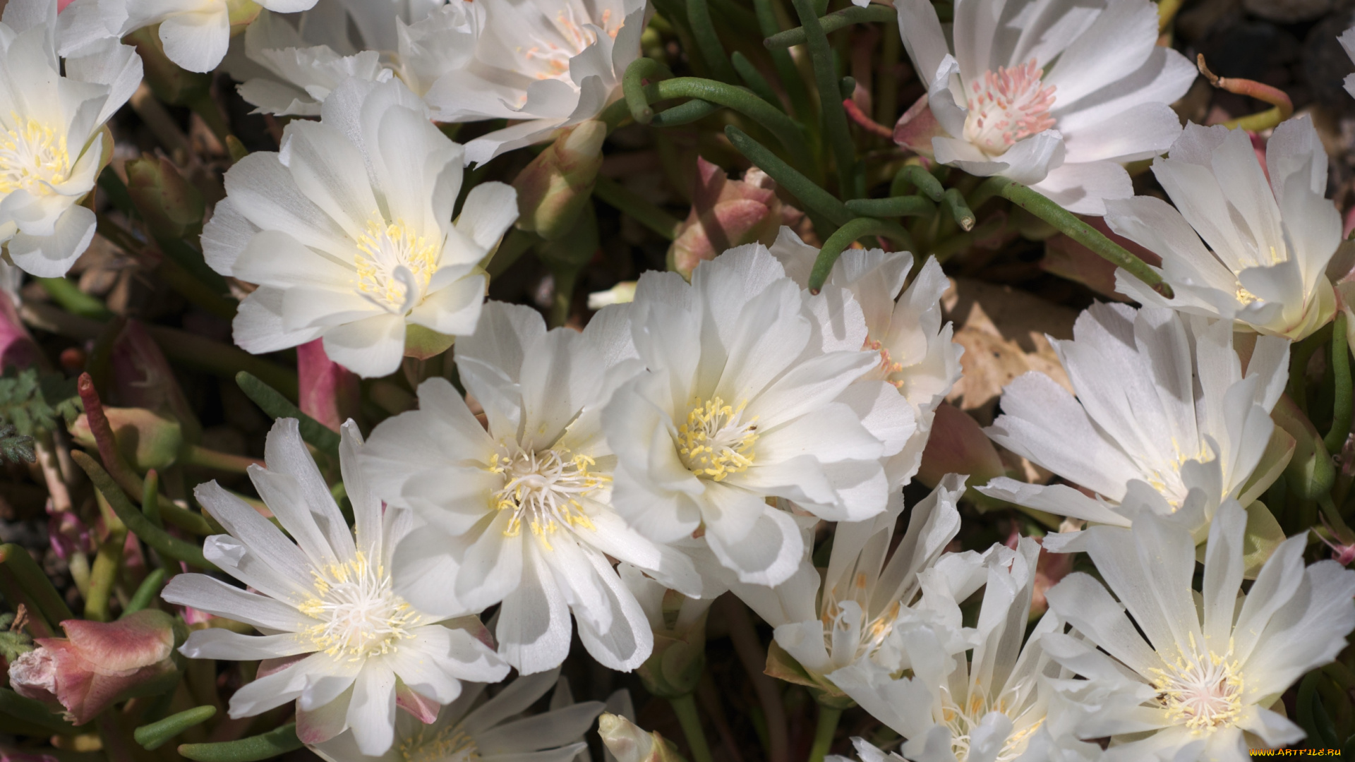 цветы, левизия, белый