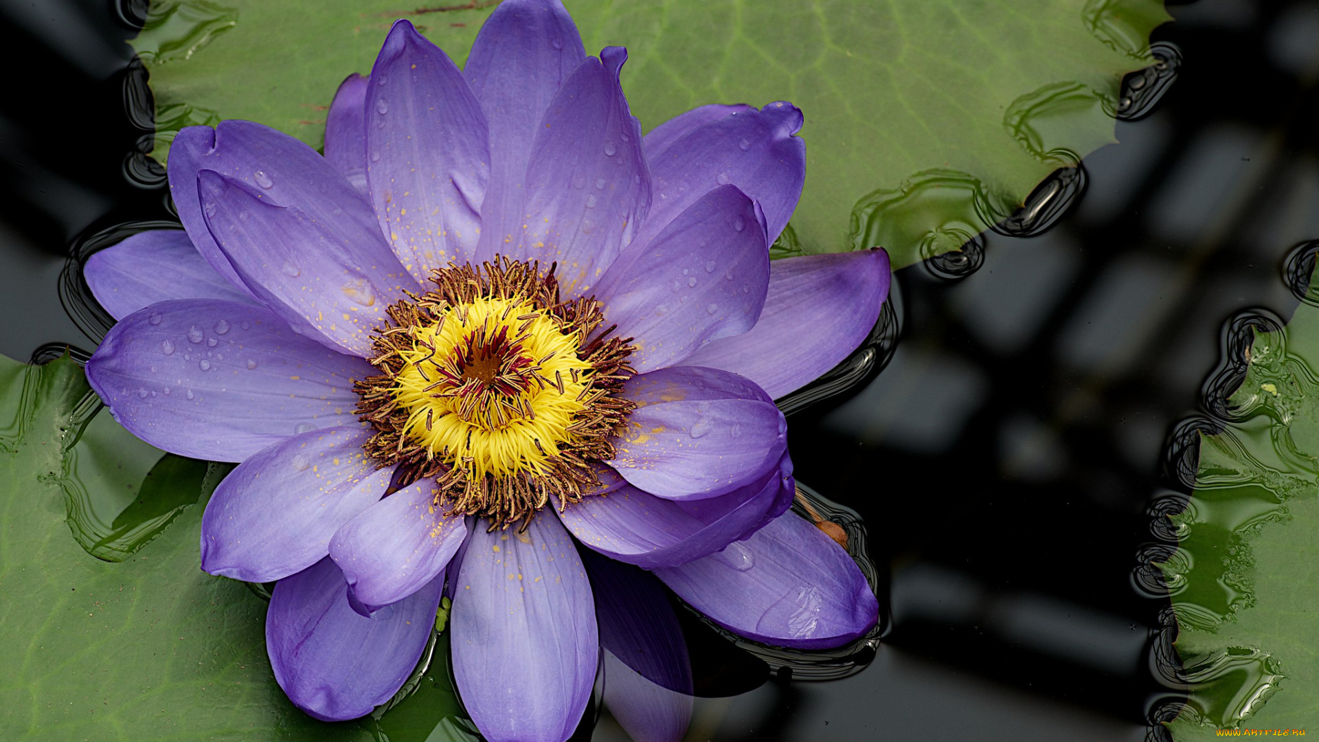 цветы, лилии, водяные, нимфеи, кувшинки, нимфея