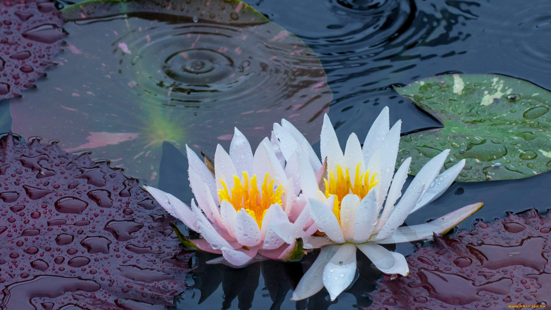 цветы, лилии, водяные, нимфеи, кувшинки, водоем, дождь, капли, цветки, листья