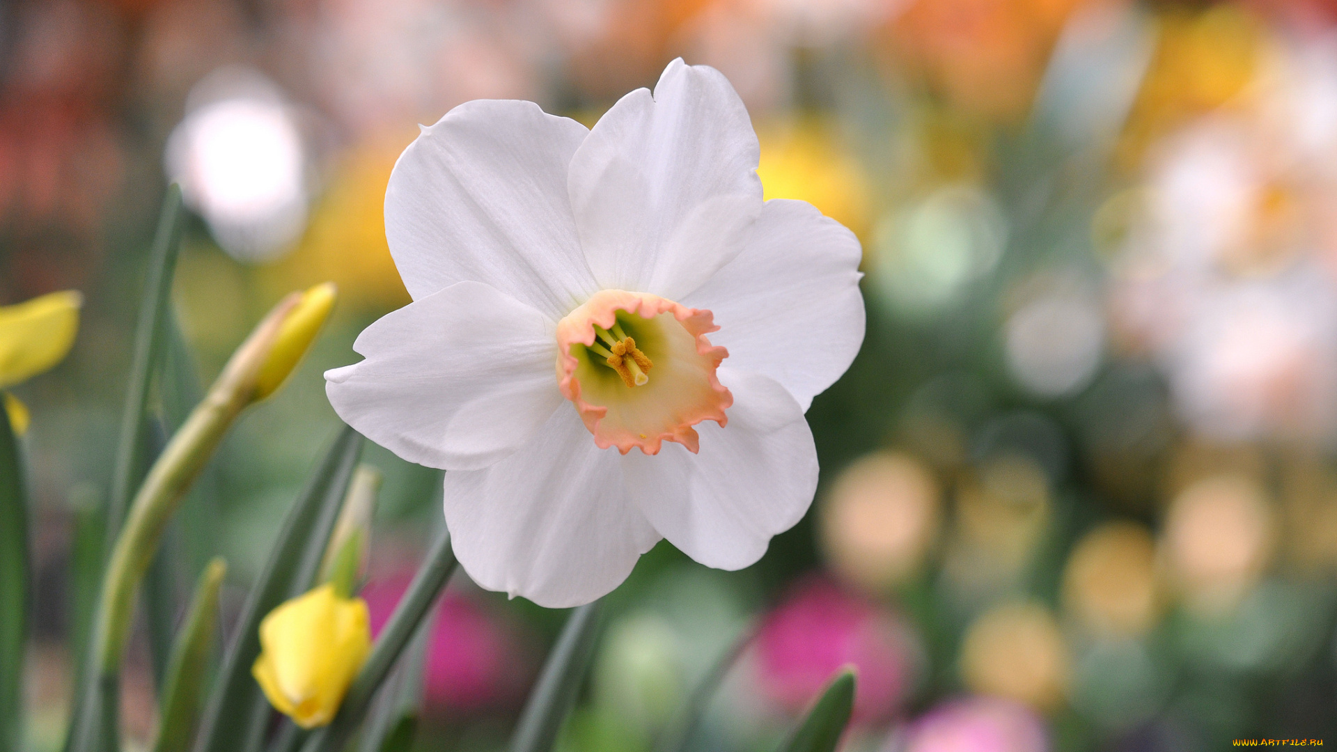 цветы, нарциссы, нежность