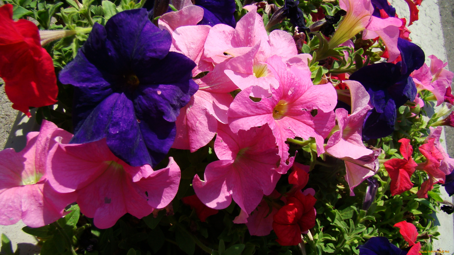 цветы, петунии, калибрахоа