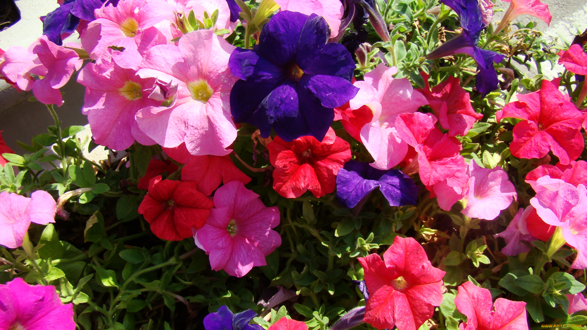цветы, петунии, калибрахоа