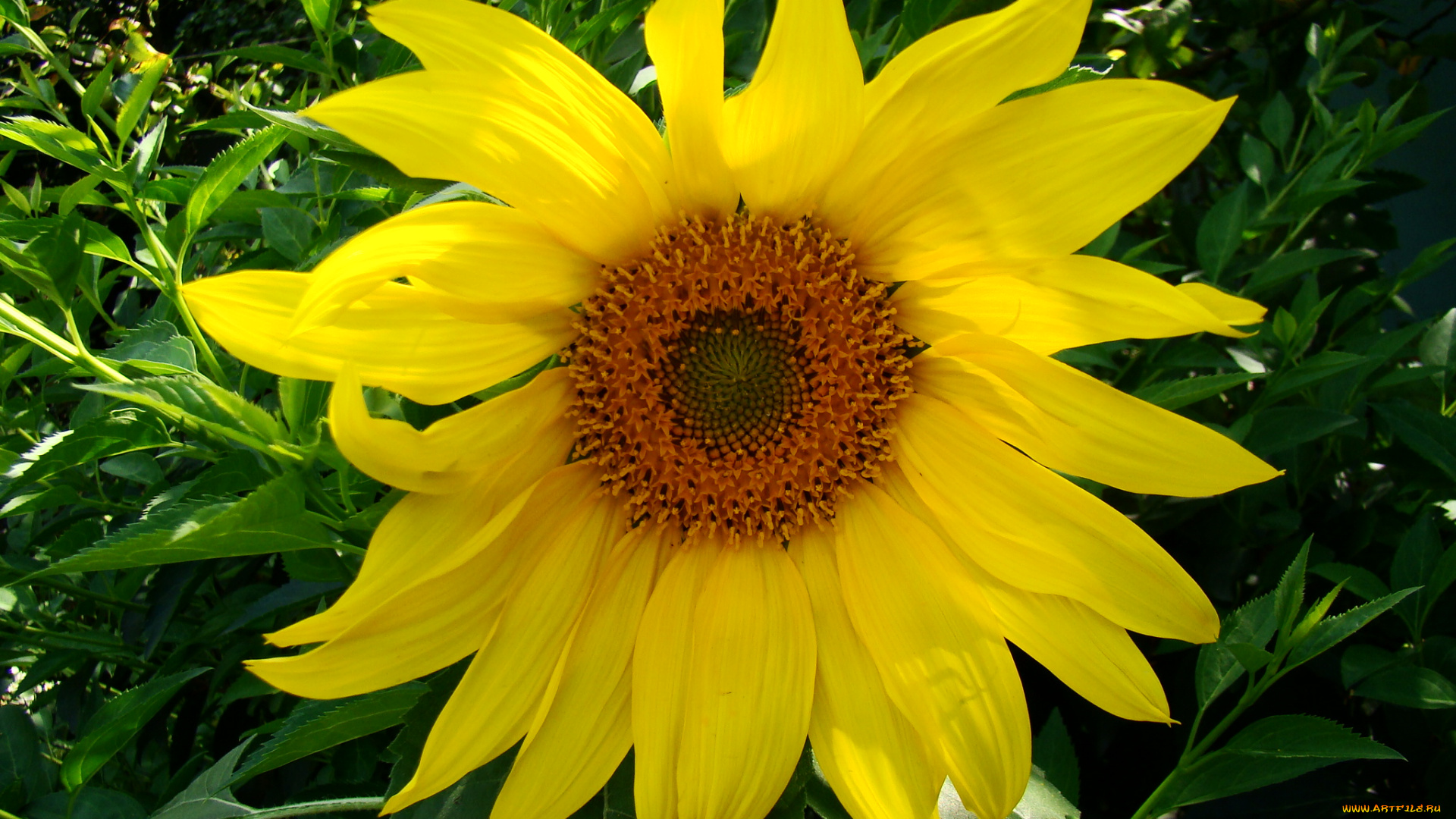 цветы, подсолнухи