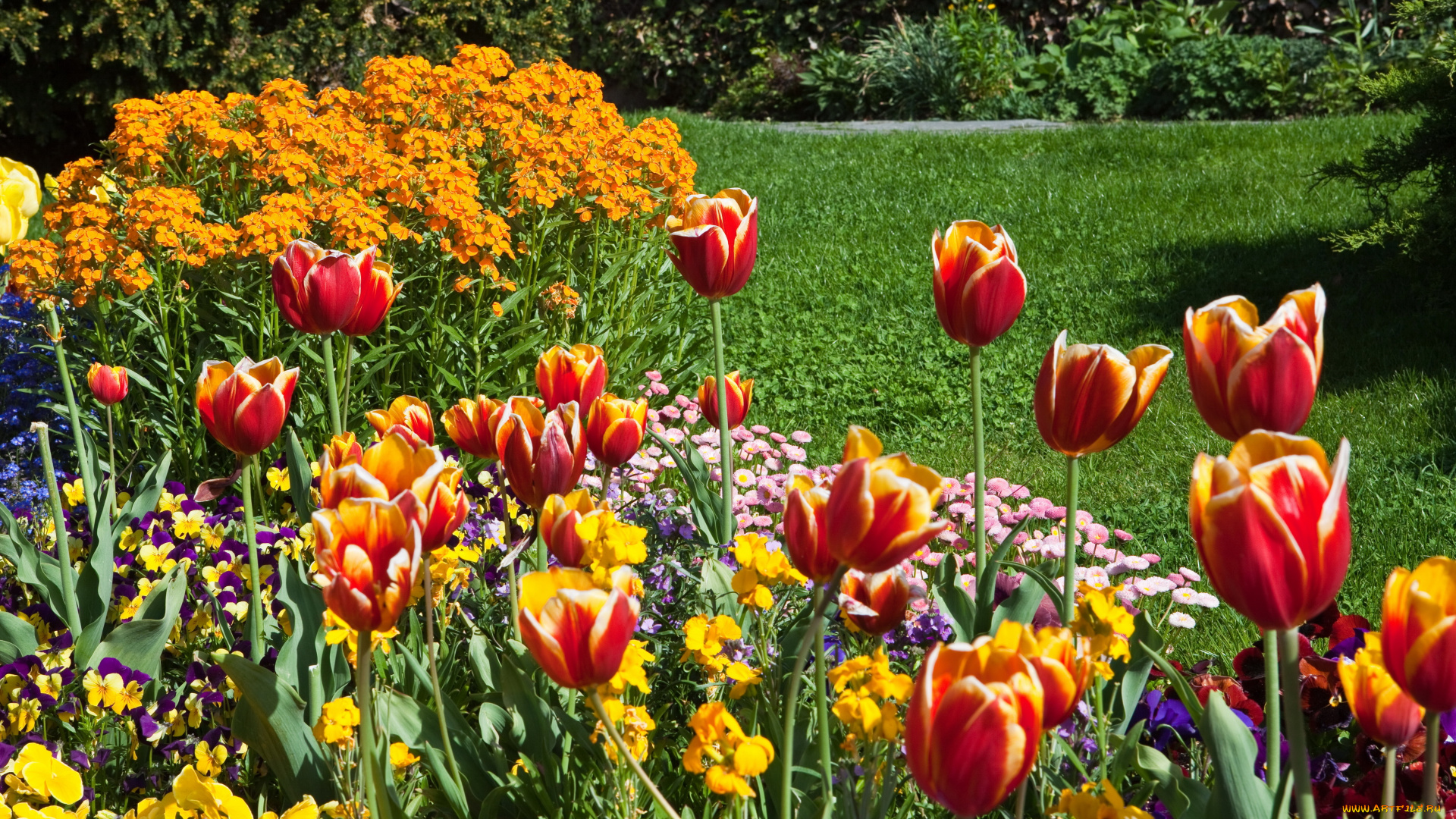 цветы, разные, вместе, фиалки, тюльпаны, парк