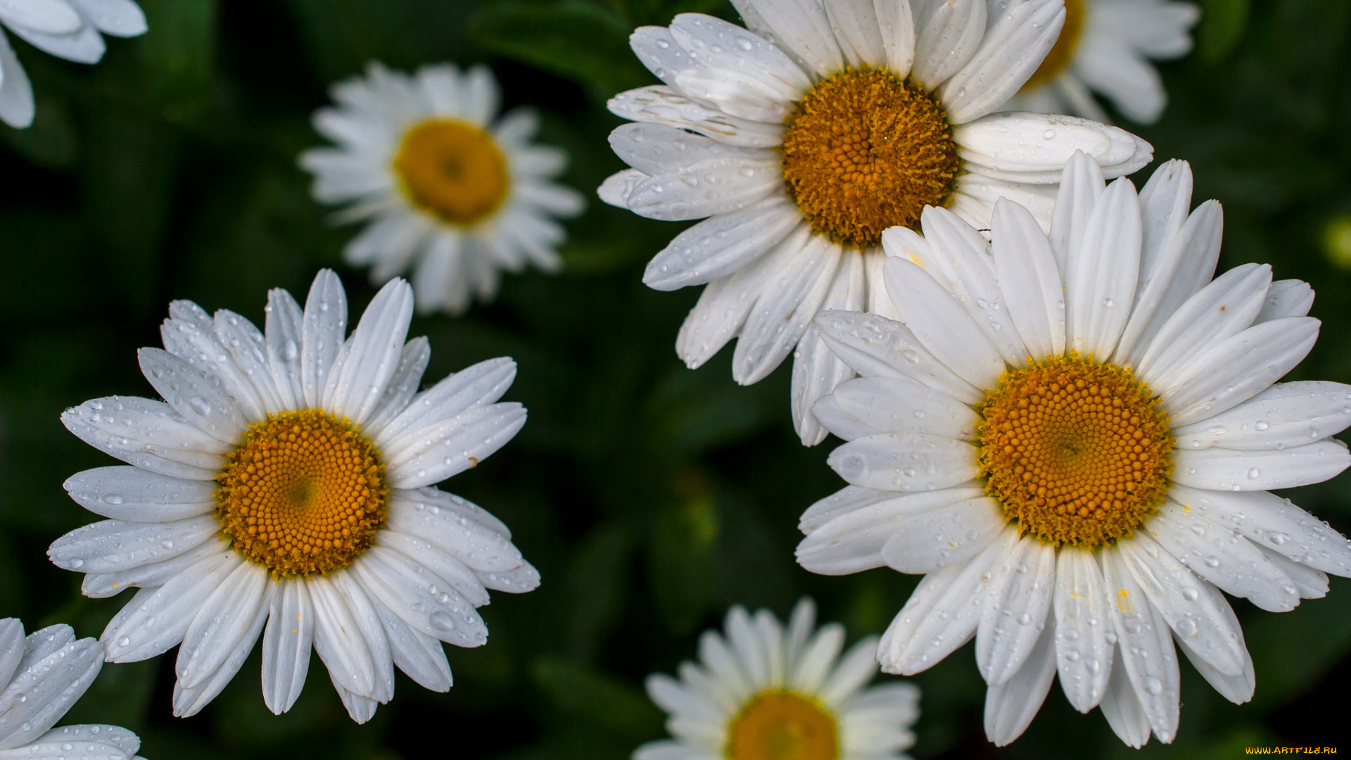 цветы, ромашки, макро, капли