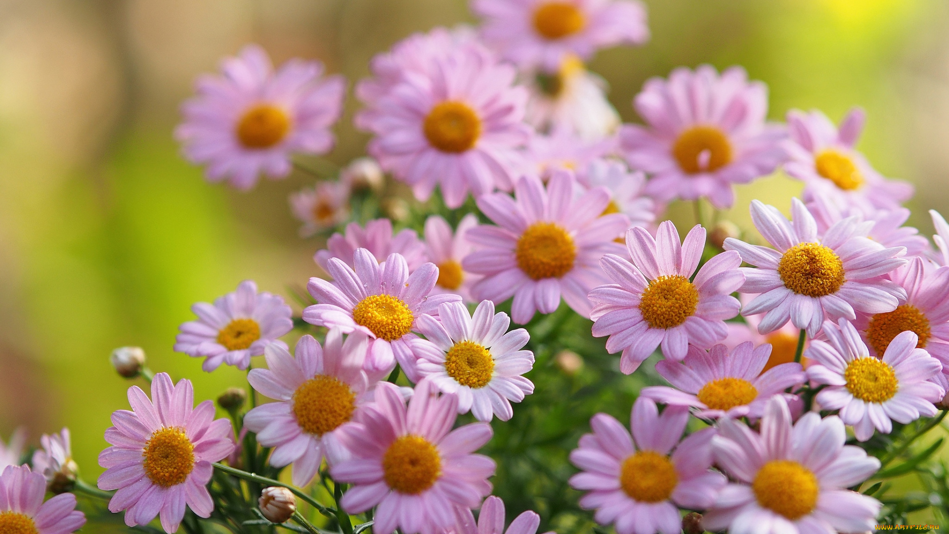 цветы, ромашки, розовый