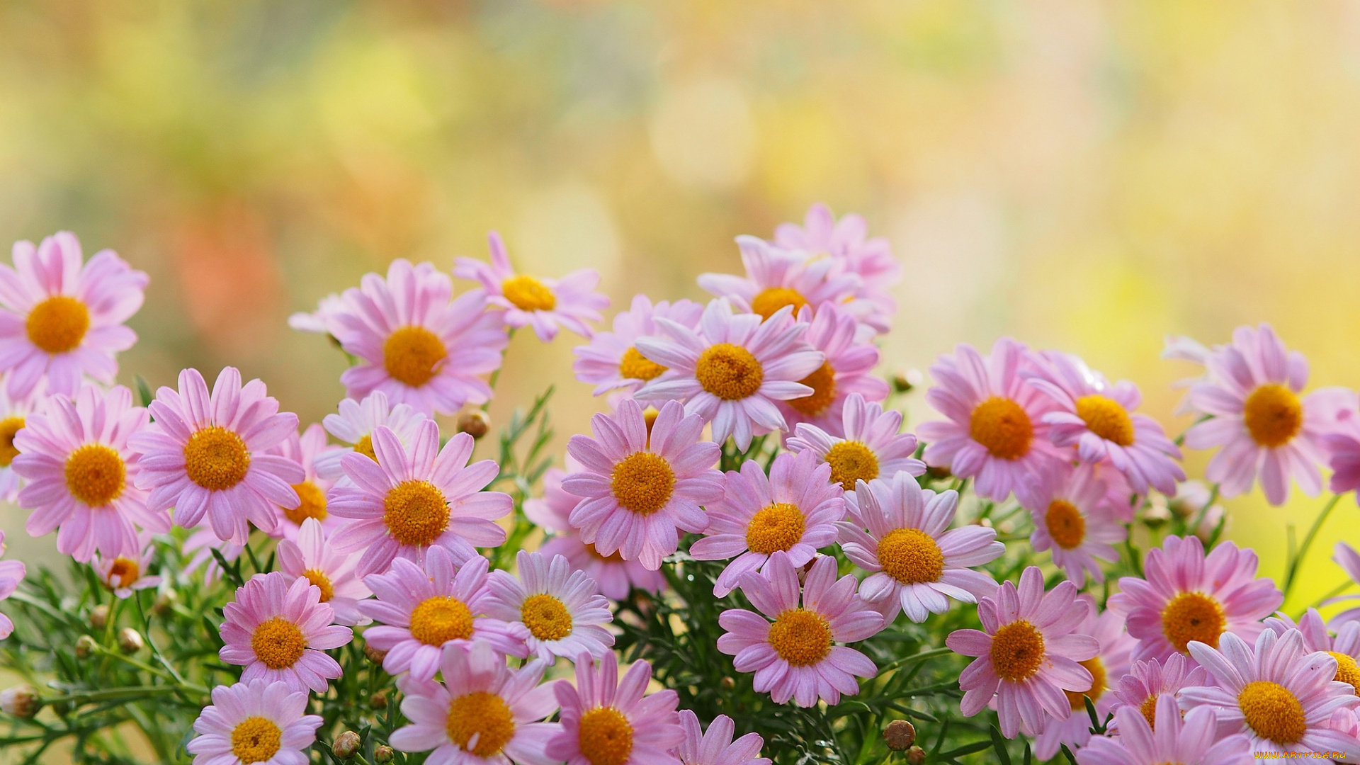 цветы, ромашки, розовый