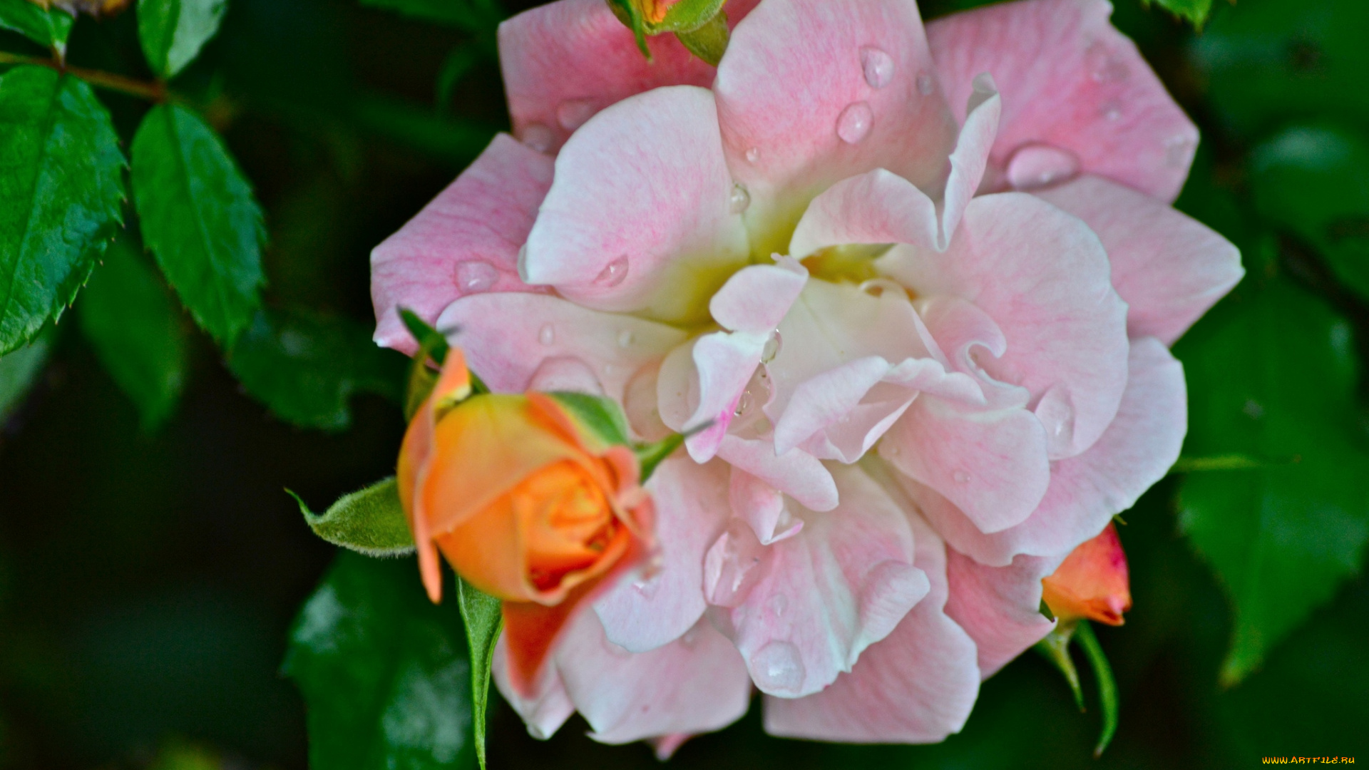 цветы, розы, капли, лепестки