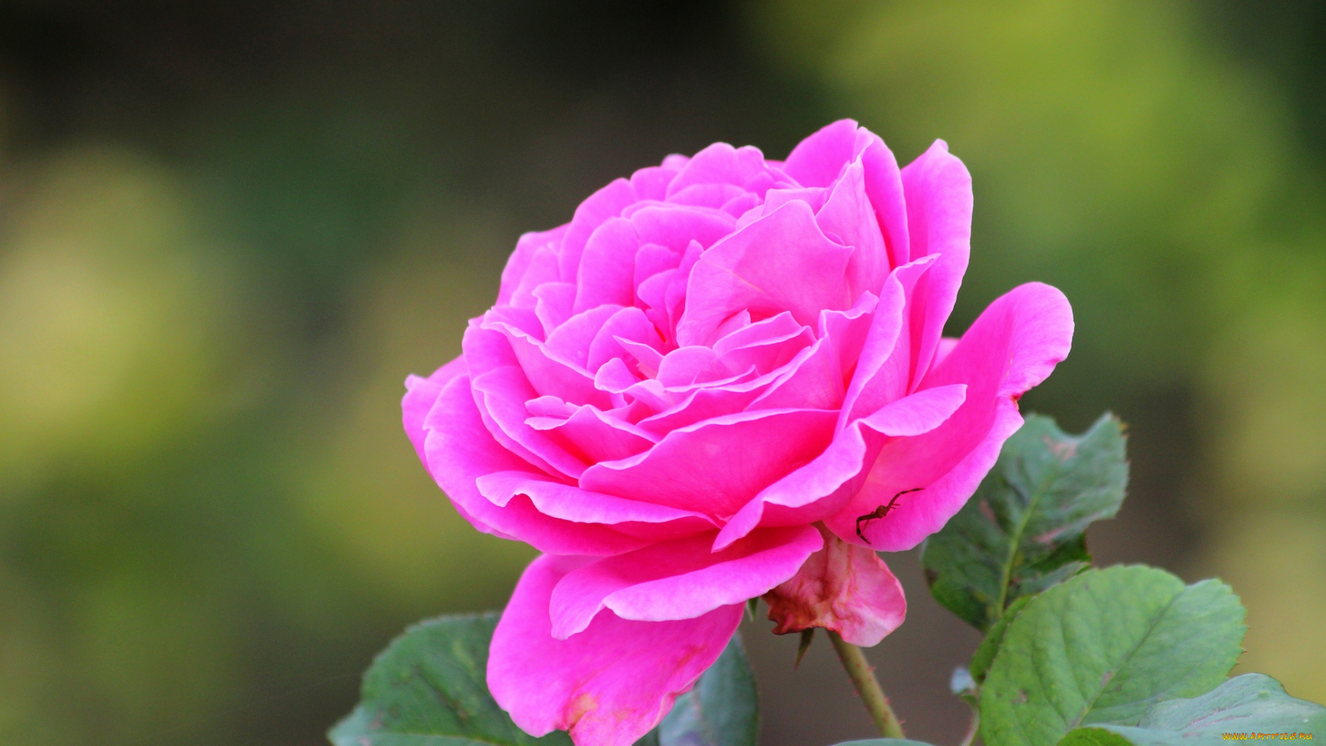 цветы, розы, розовый