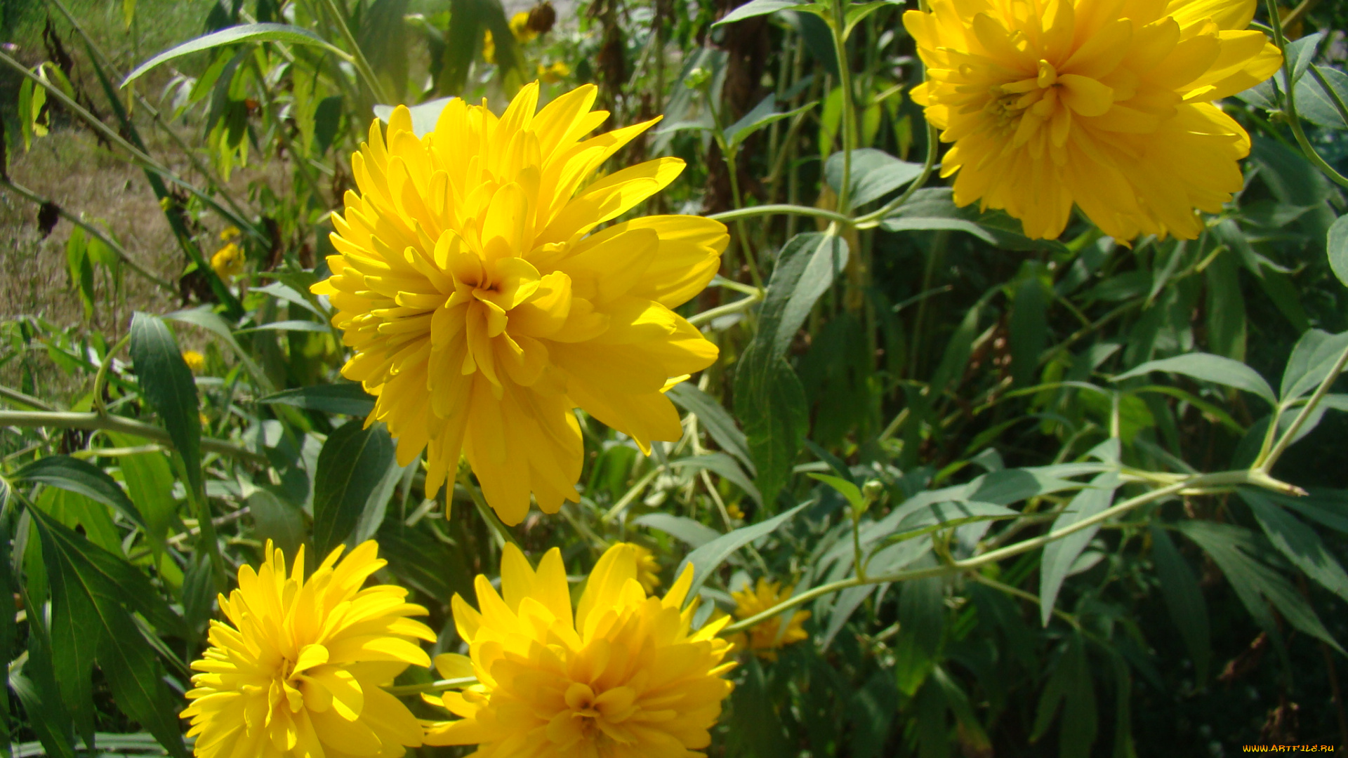 цветы, рудбекия