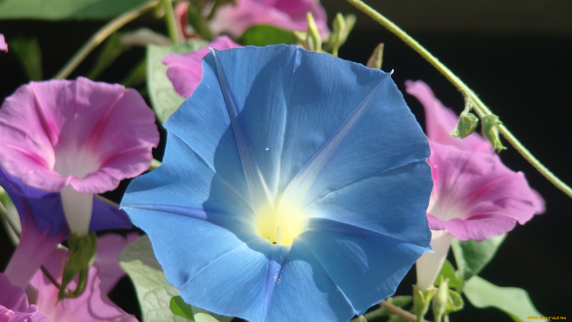 цветы, вьюнки, ипомеи