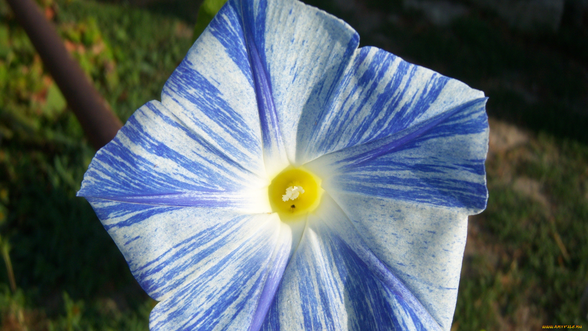 летающая, тарелка, цветы, вьюнки, ипомеи, голубой