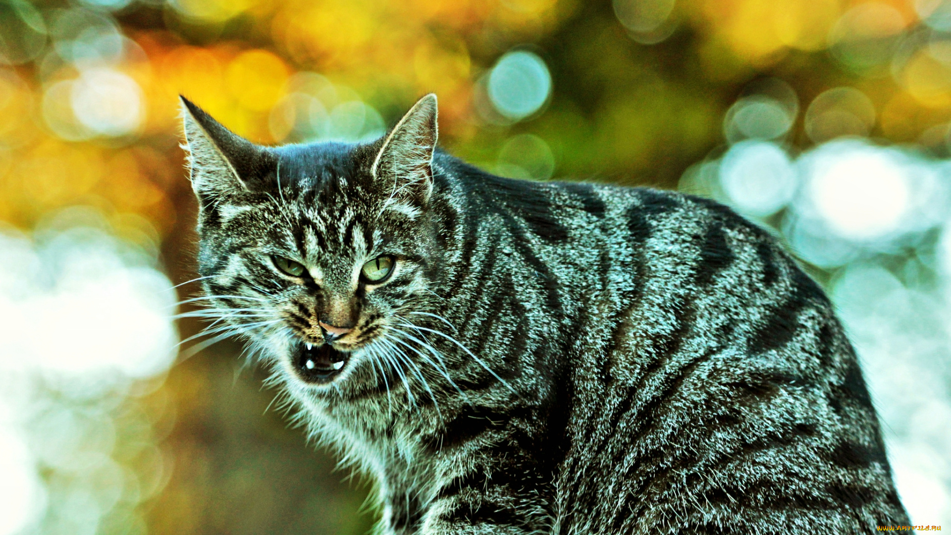 ну, чо, животные, коты, морда, угроза, кот