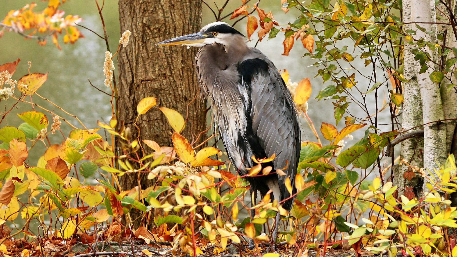 животные, цапли, река, лес, осень, кусты, цапля, маскировка
