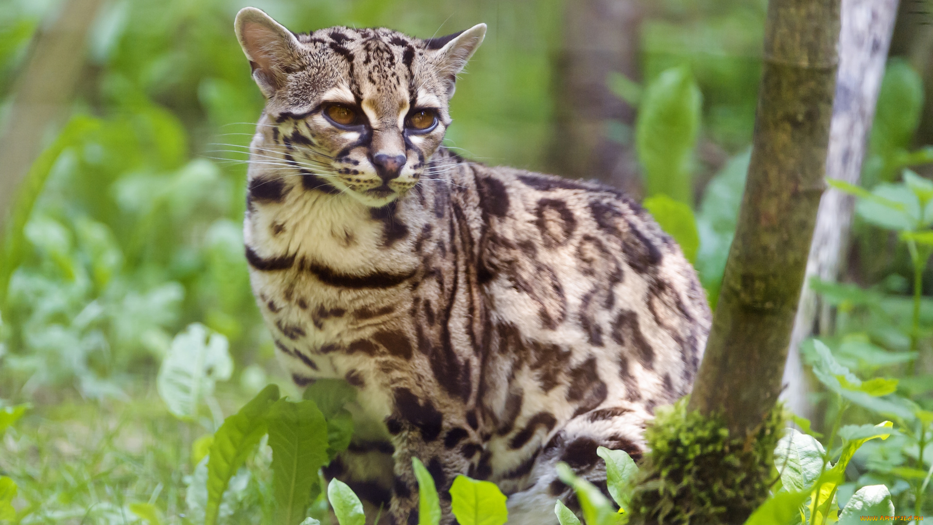 животные, дикие, кошки, длиннохвостая, кошка, трава