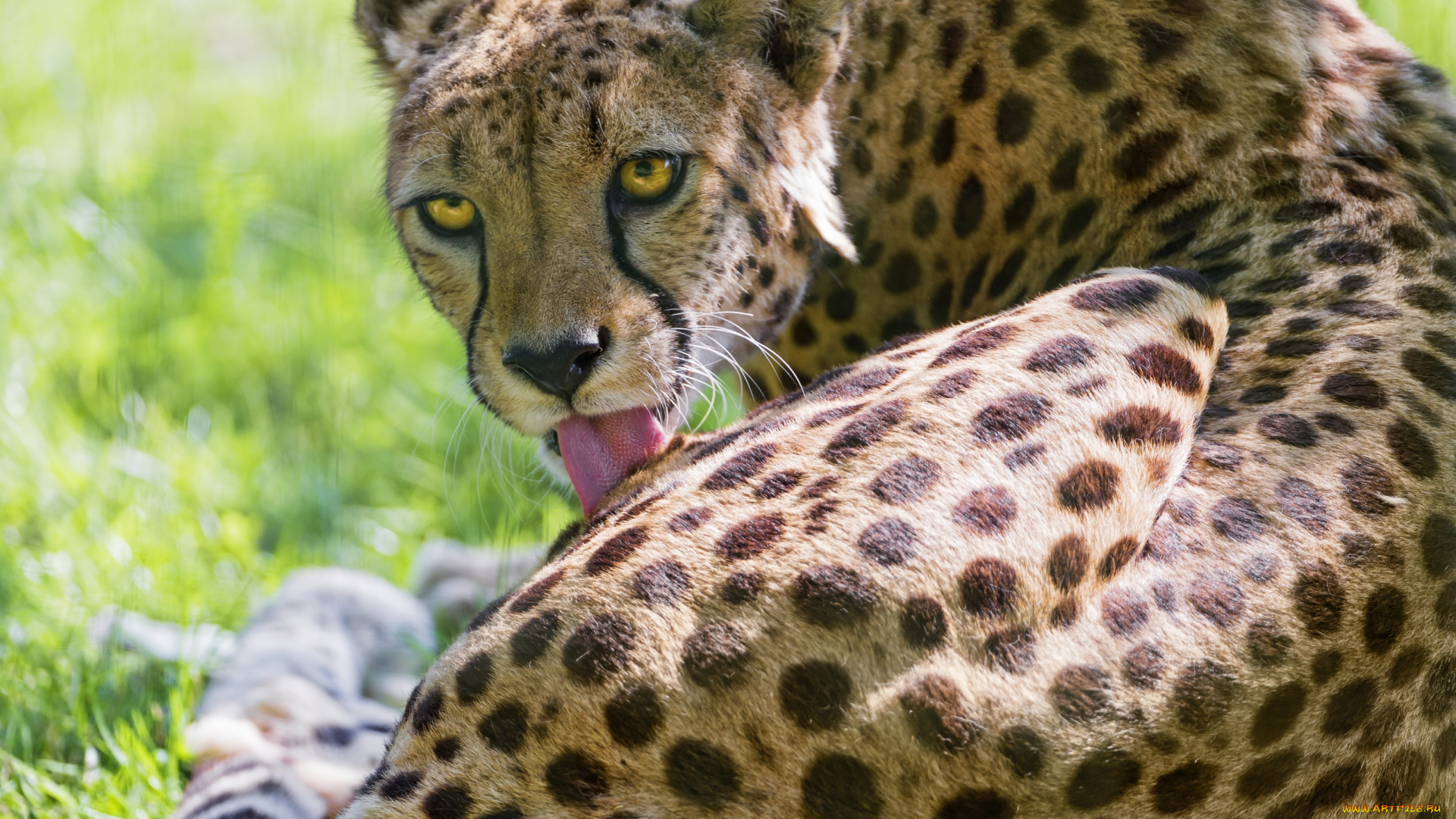 животные, гепарды, глаза