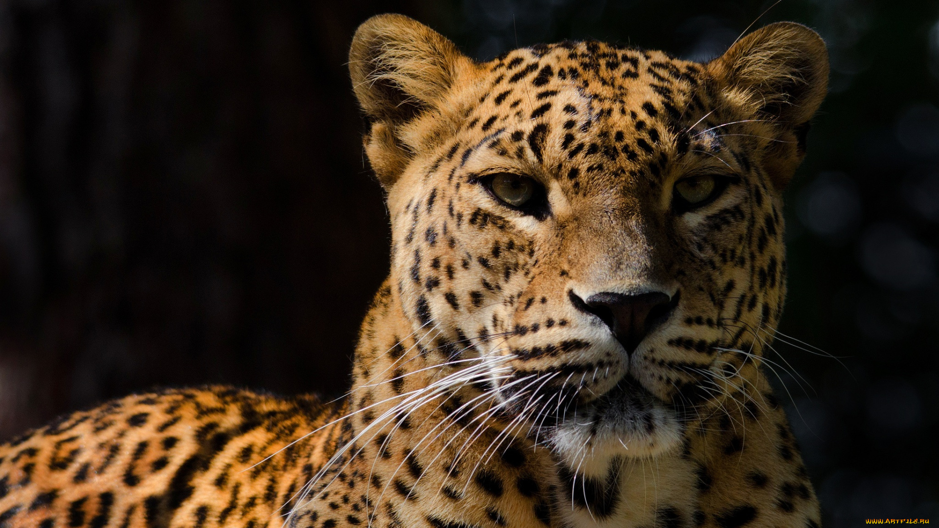 животные, леопарды, леопард, темный, фон, тень, морда