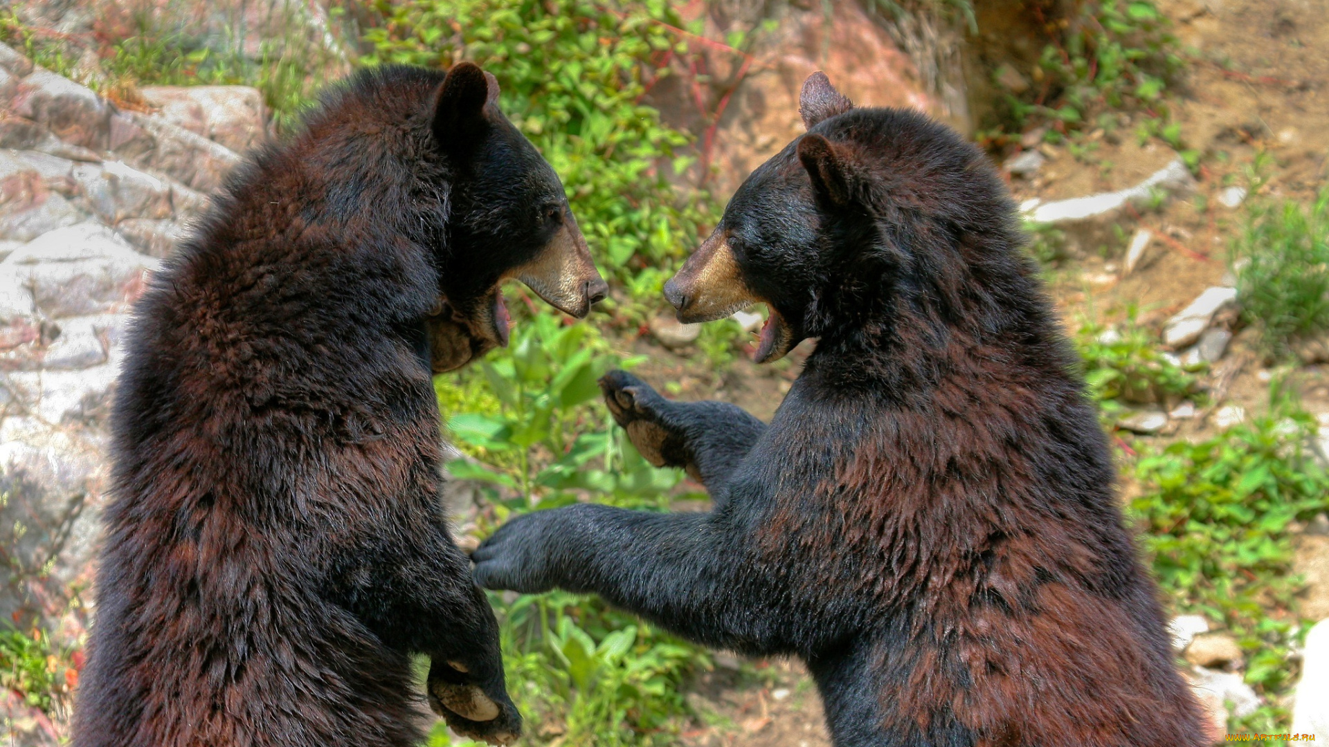 животные, медведи, пара, игра, драка