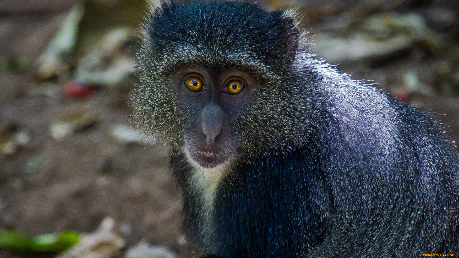 животные, обезьяны, мордочка