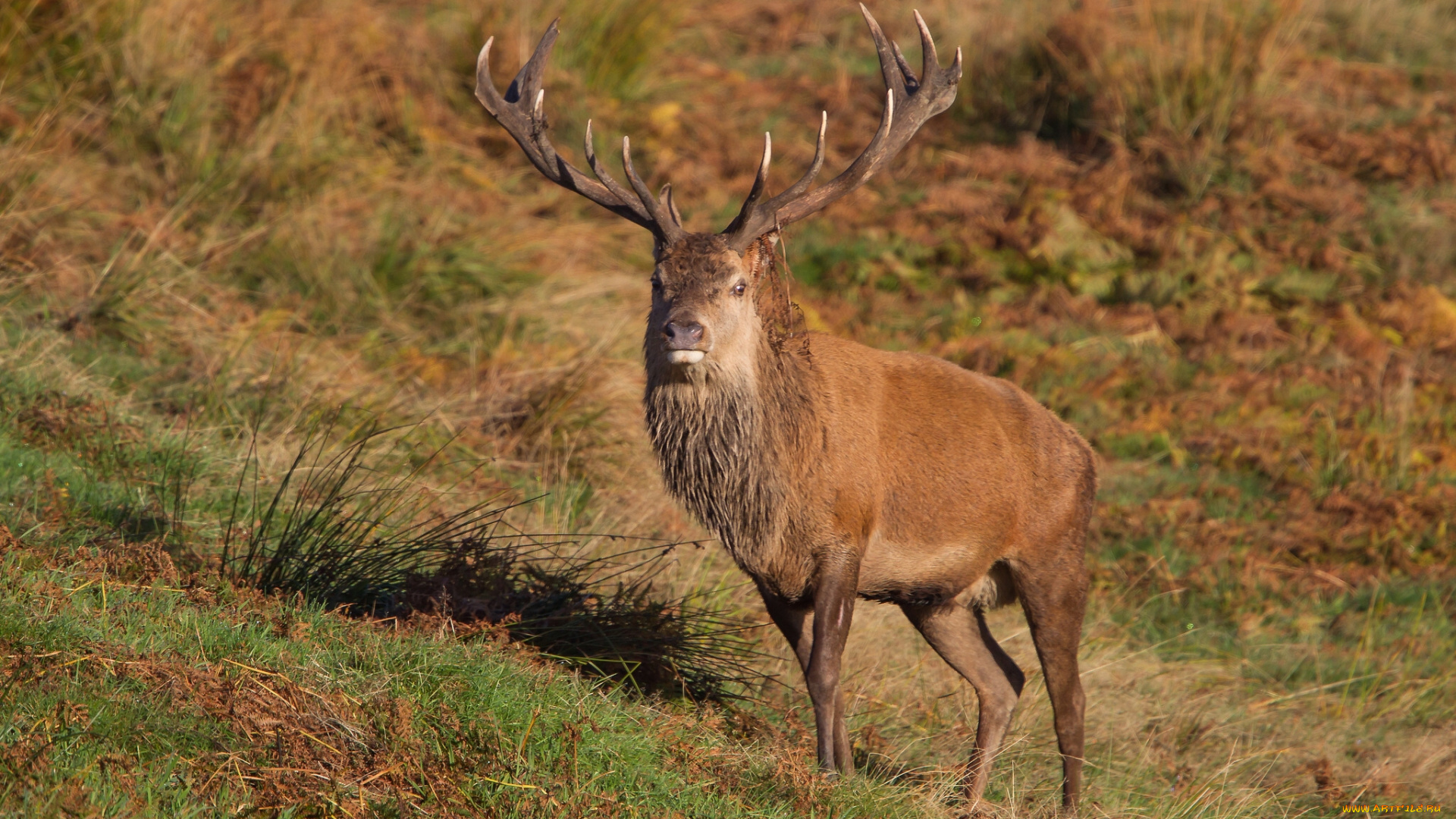 животные, олени, благородный, олень, рога