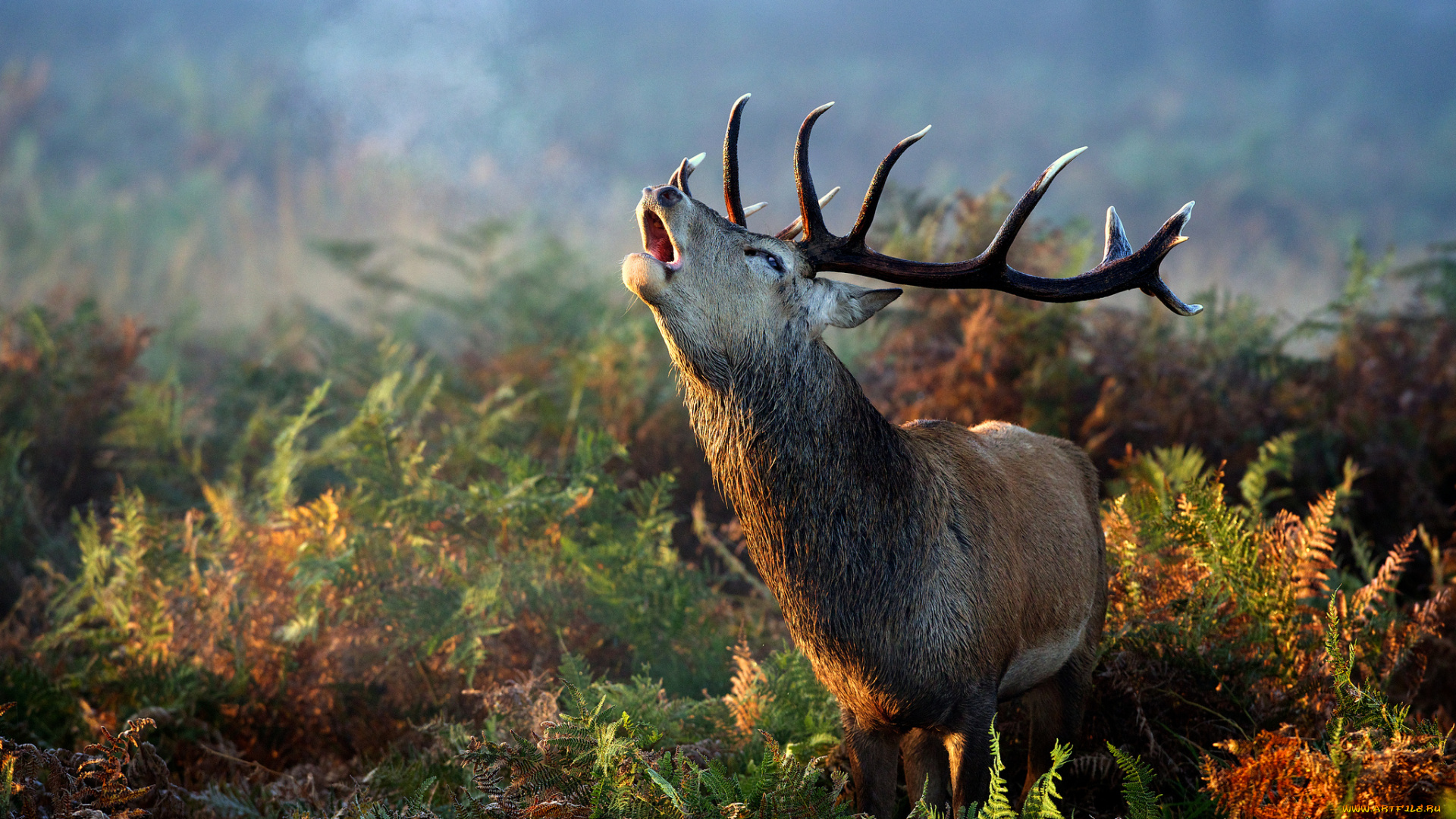 животные, олени, осень, трава, папоротник, рога