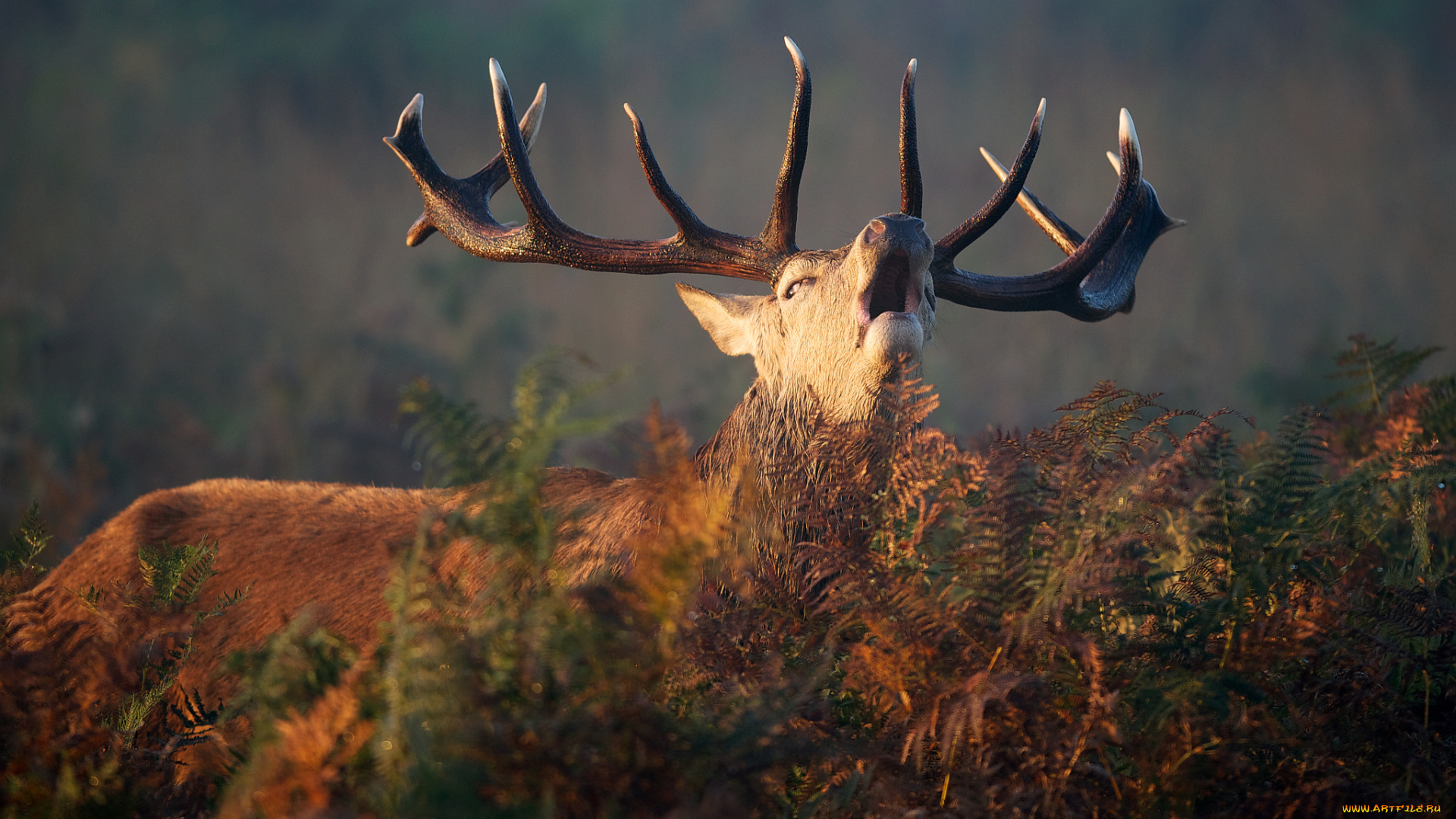 животные, олени, рога, папоротник