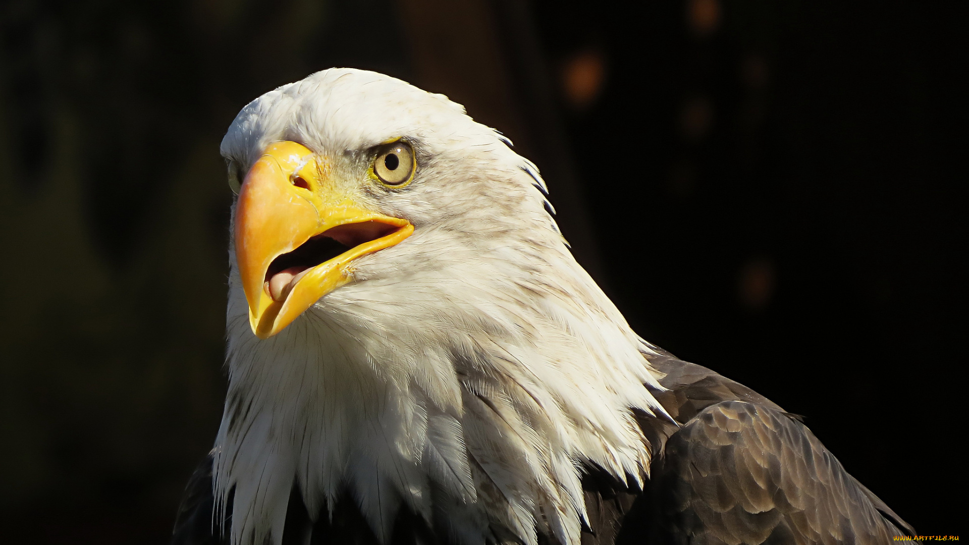 животные, птицы, хищники, глаза, оперение, клюв, голова, белоголовый, орлан