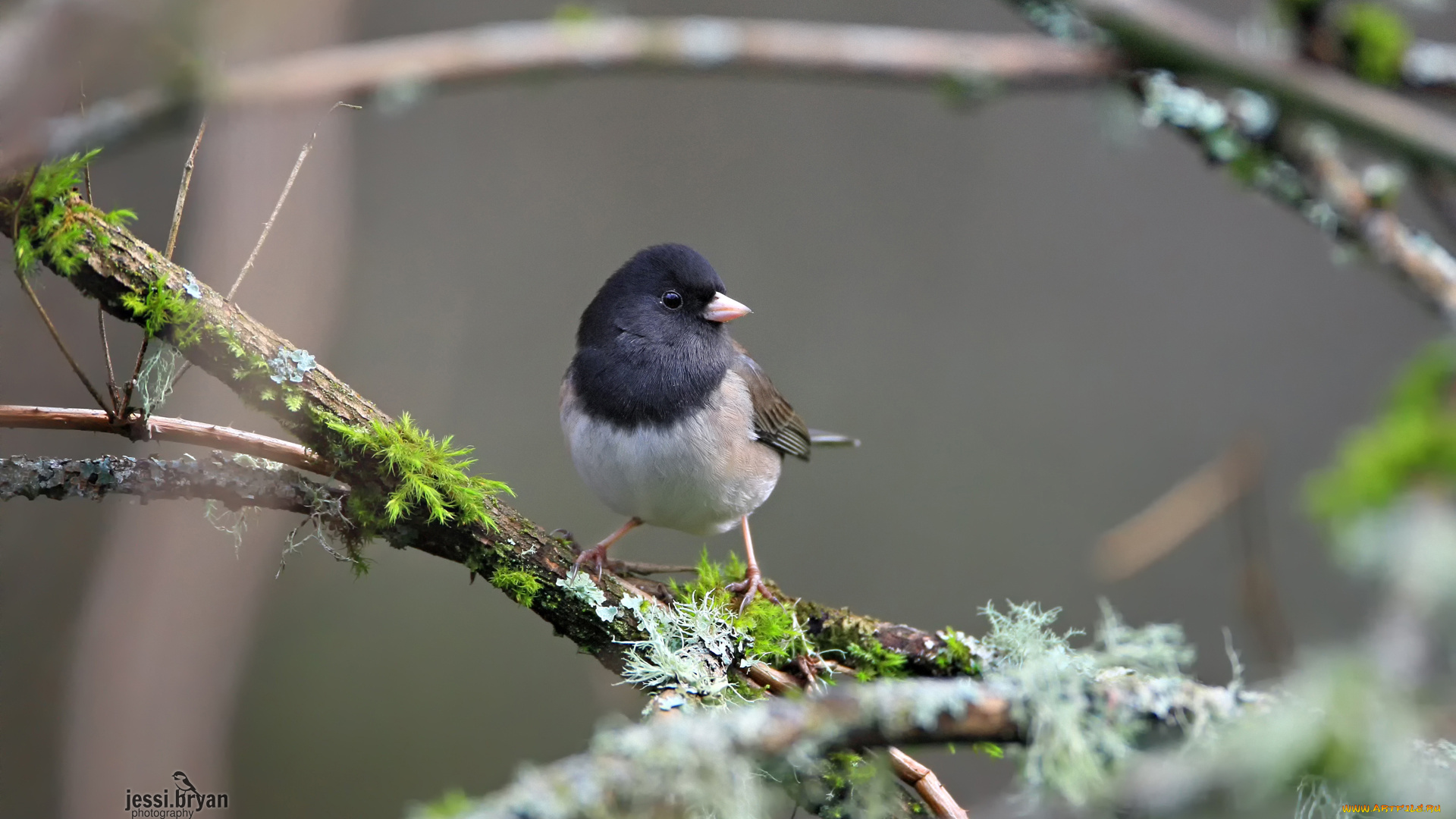 животные, птицы, ветка